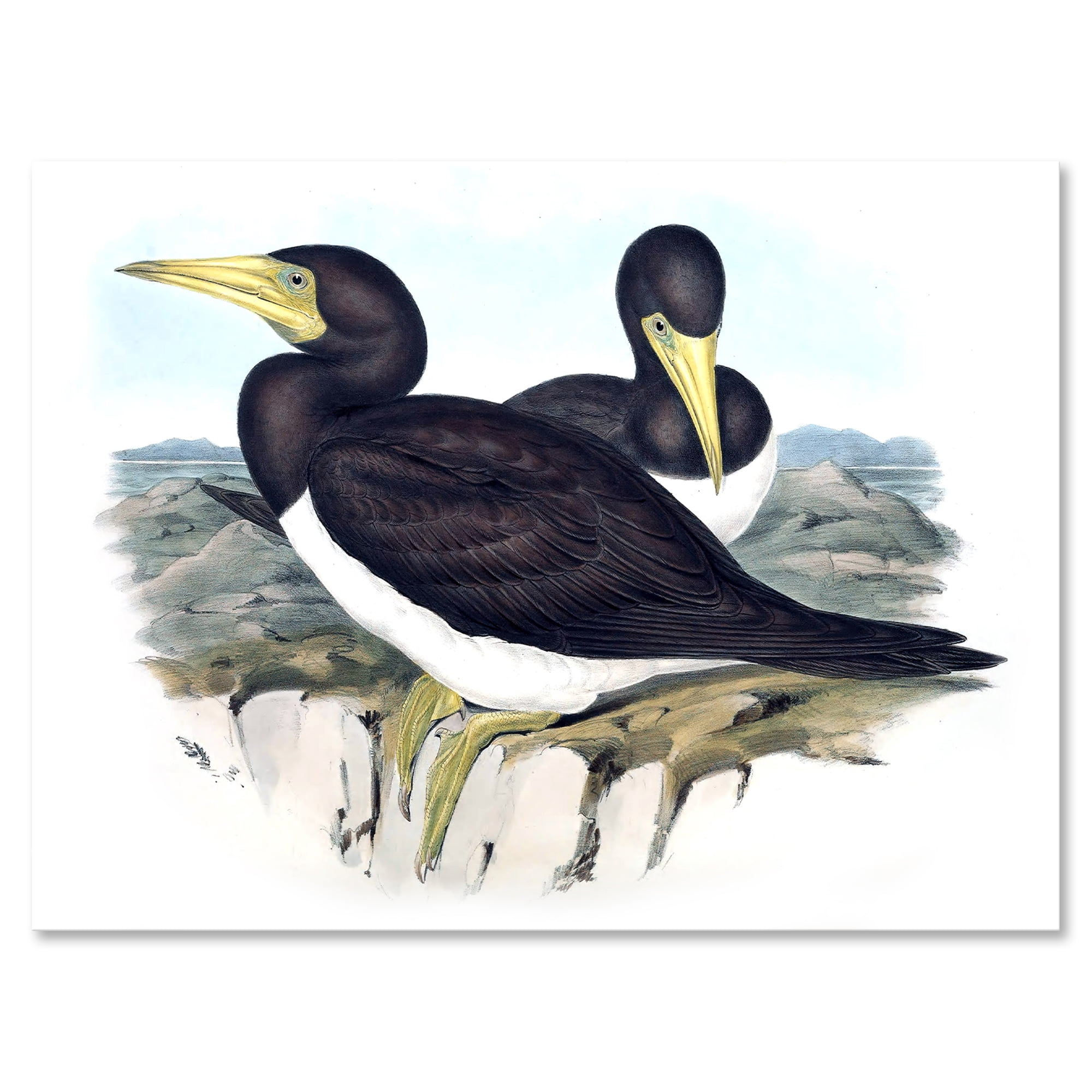 Designart ' Ancient Australian Birds XII ' Traditional Canvas Wall Art Print