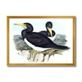 thumbnail image 1 of Designart 'Ancient Australian Birds XII' Traditional Framed Art Print, 1 of 4