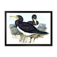thumbnail image 1 of Designart 'Ancient Australian Birds XII' Traditional Framed Art Print, 1 of 4