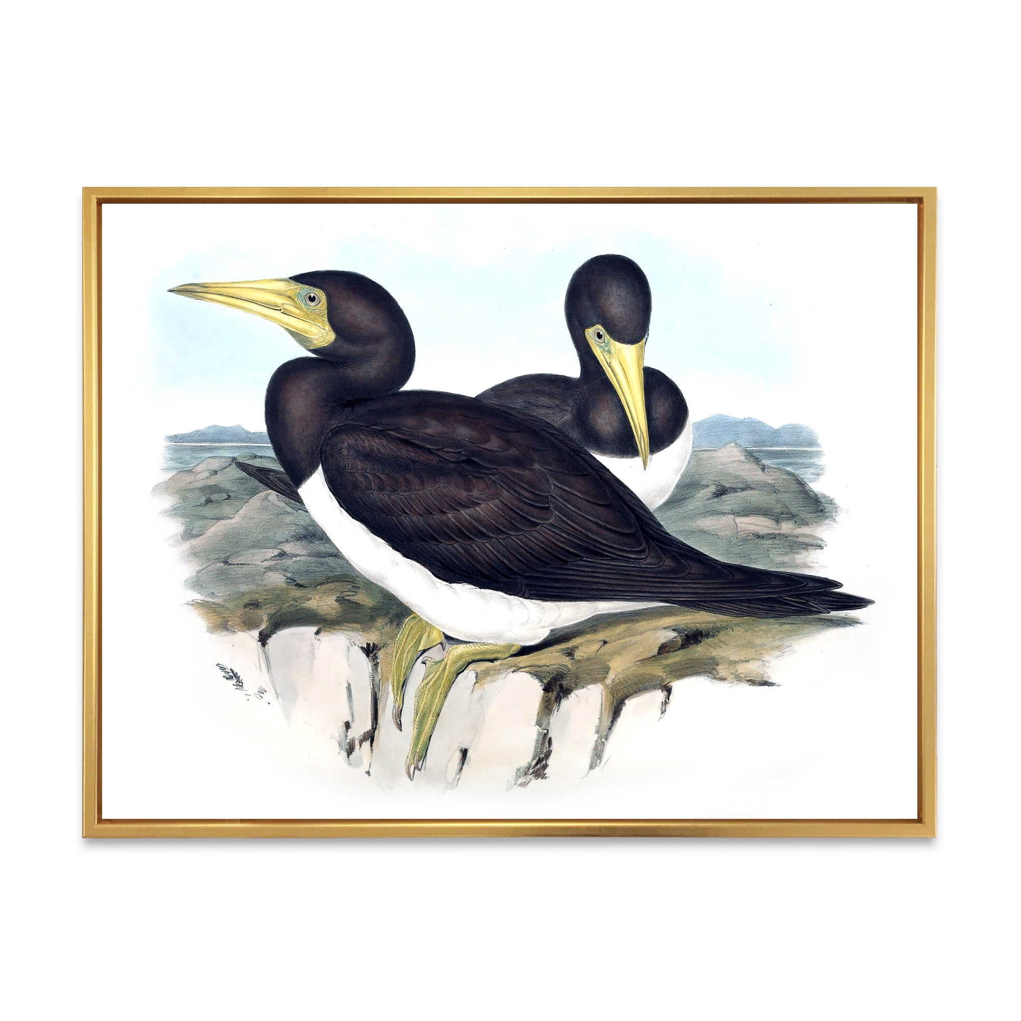 Designart 'Ancient Australian Birds XII' Traditional Framed Canvas Wall Art Print