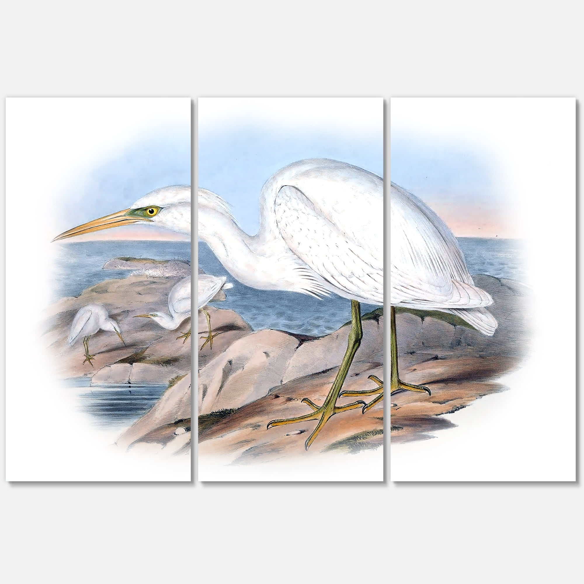 Designart ' Ancient Australian Birds XIII ' Traditional Canvas Wall Art Print
