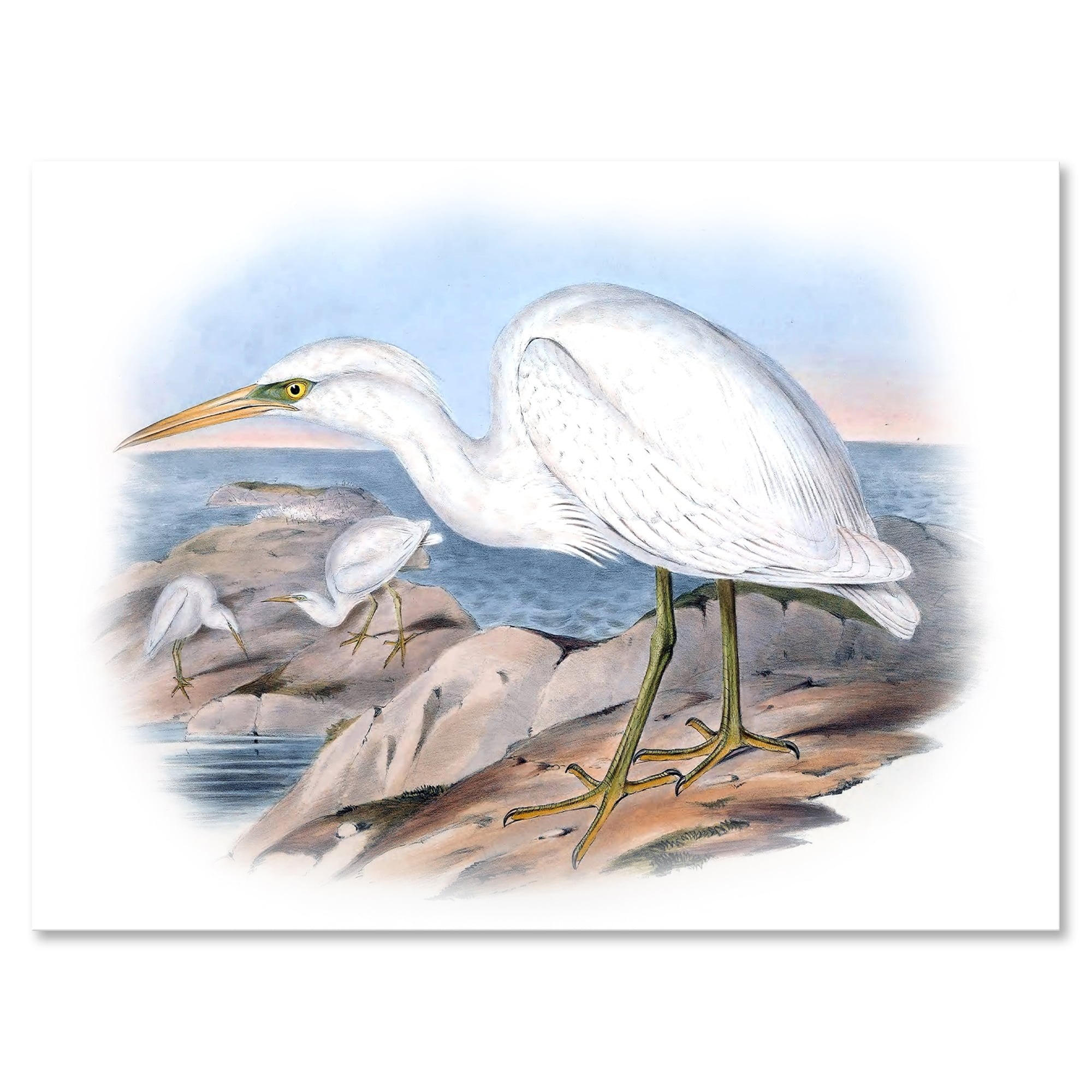 Designart ' Ancient Australian Birds XIII ' Traditional Canvas Wall Art Print