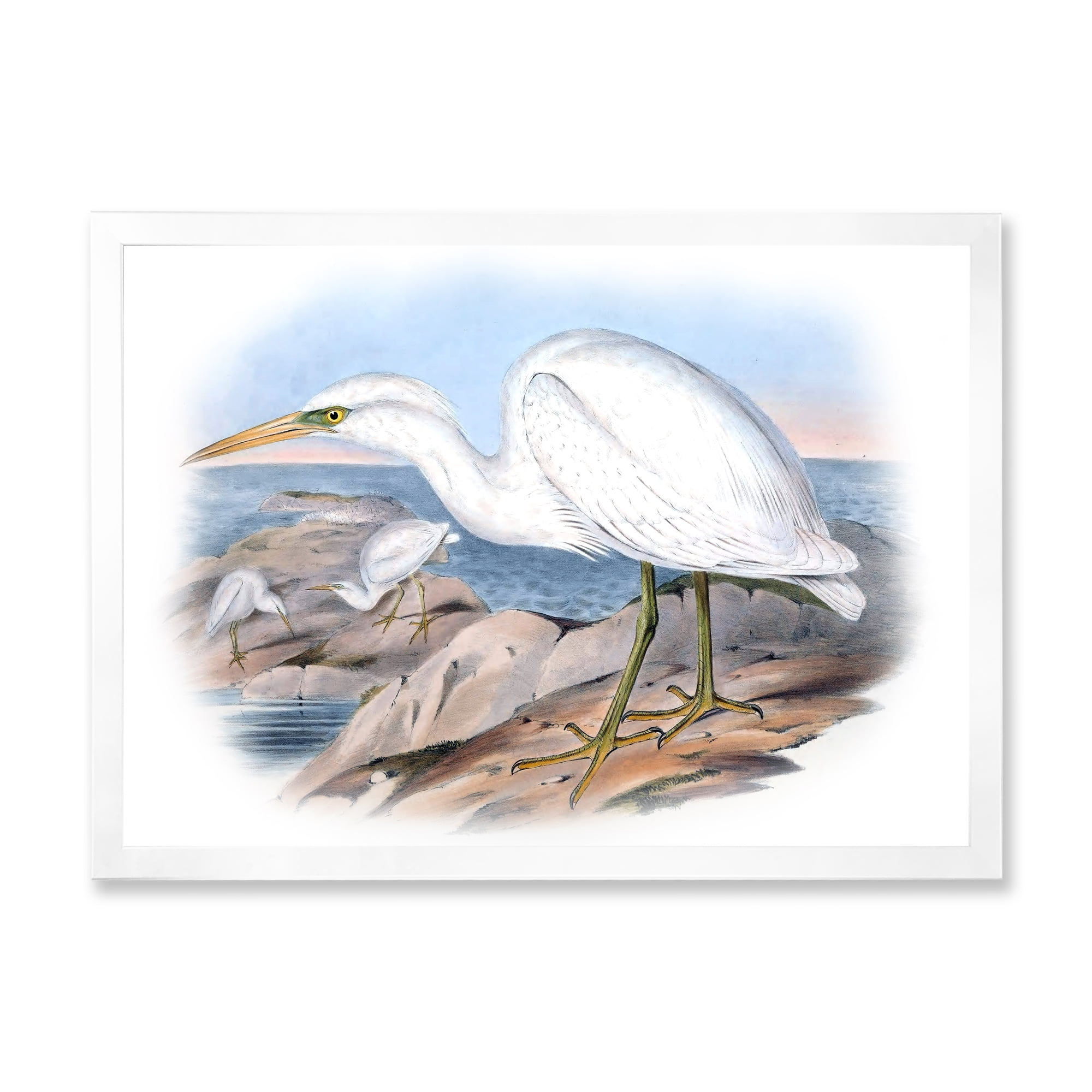 Designart 'Ancient Australian Birds XIII' Traditional Framed Art Print