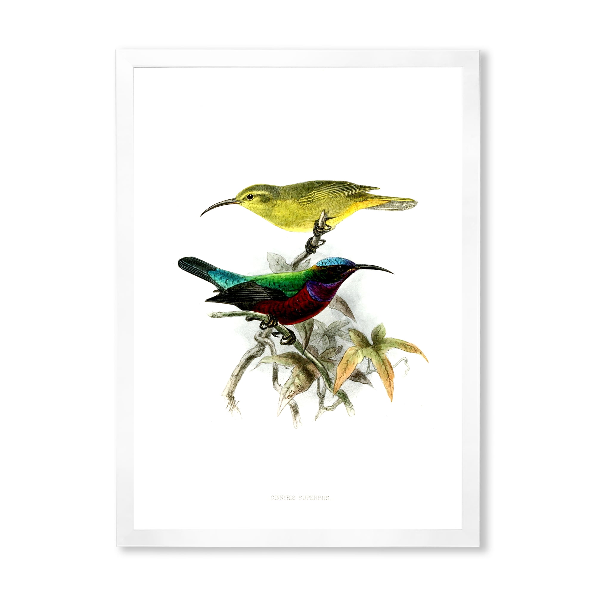 Designart 'Ancient Australian Birds XV' Traditional Framed Art Print