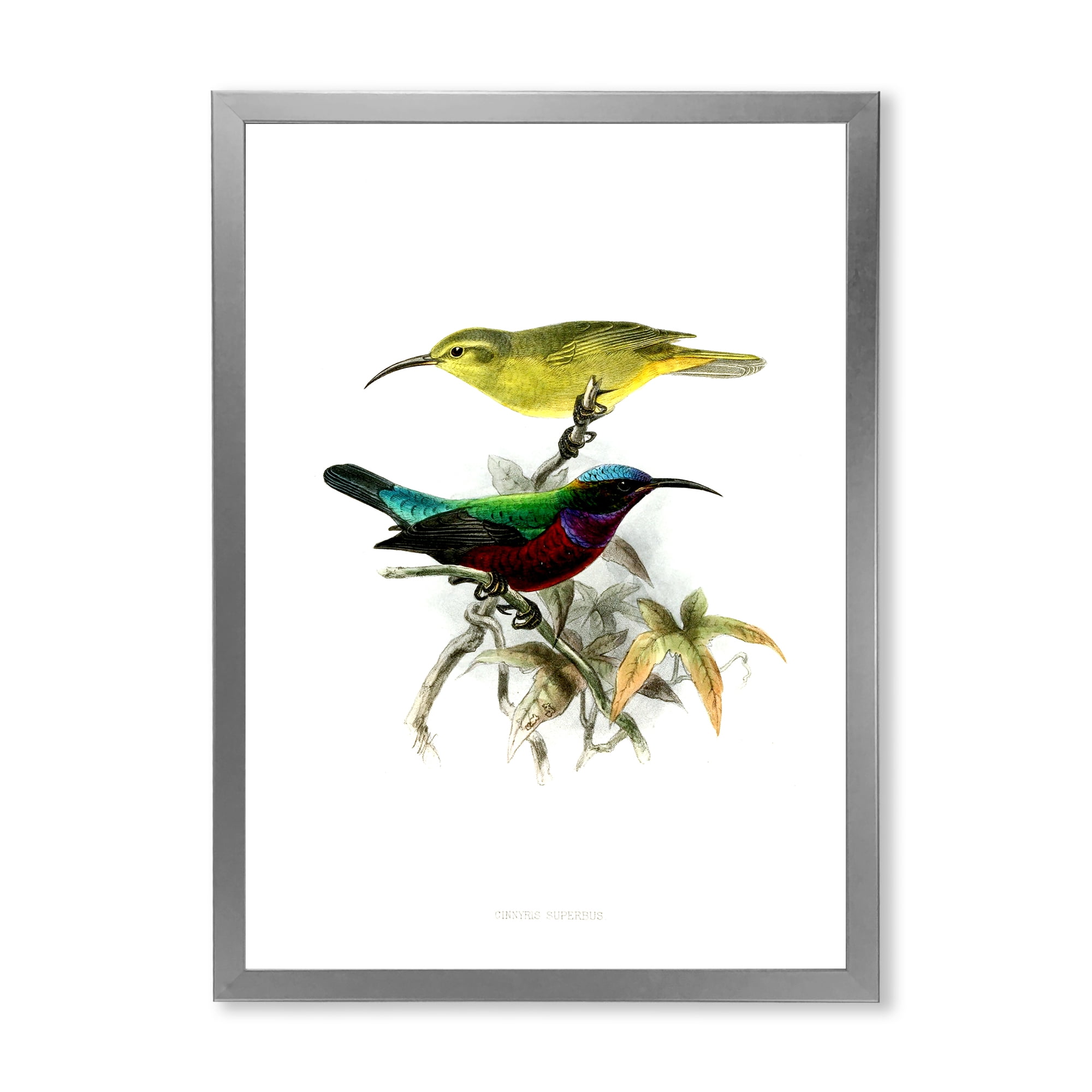 Designart 'Ancient Australian Birds XV' Traditional Framed Art Print