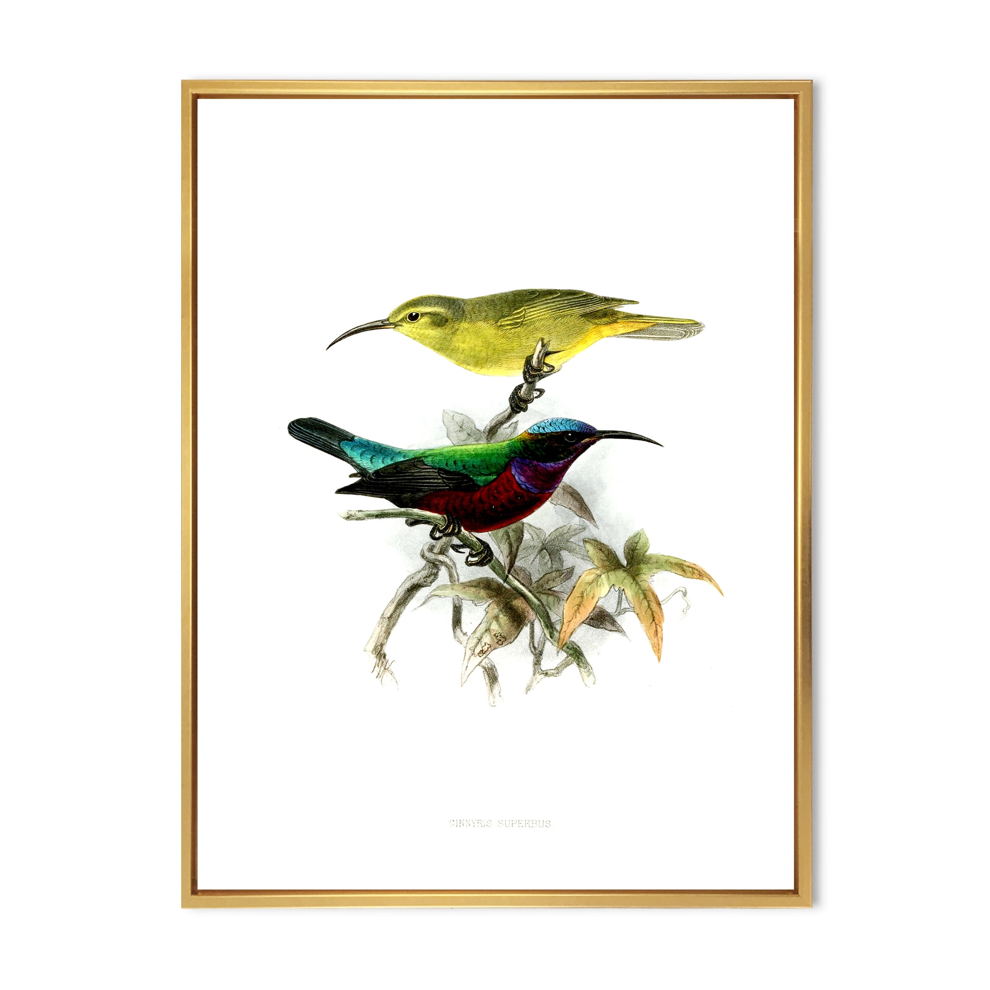 Designart 'Ancient Australian Birds XV' Traditional Framed Canvas Wall Art Print