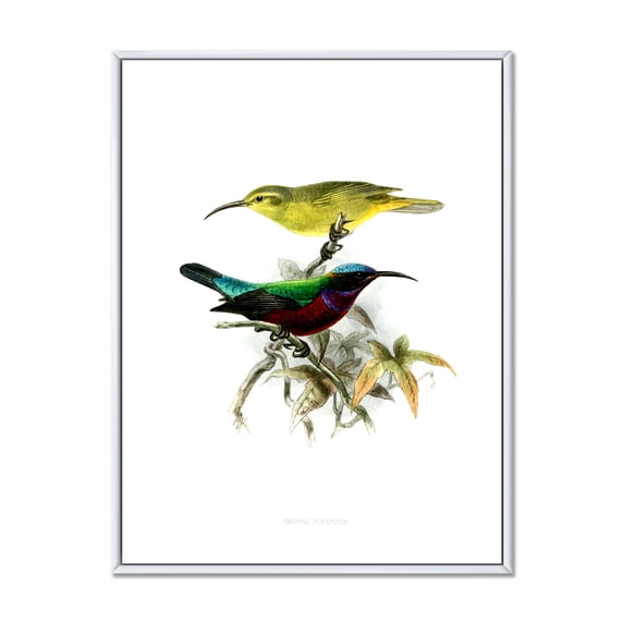 Designart 'Ancient Australian Birds XV' Traditional Framed Canvas Wall Art Print