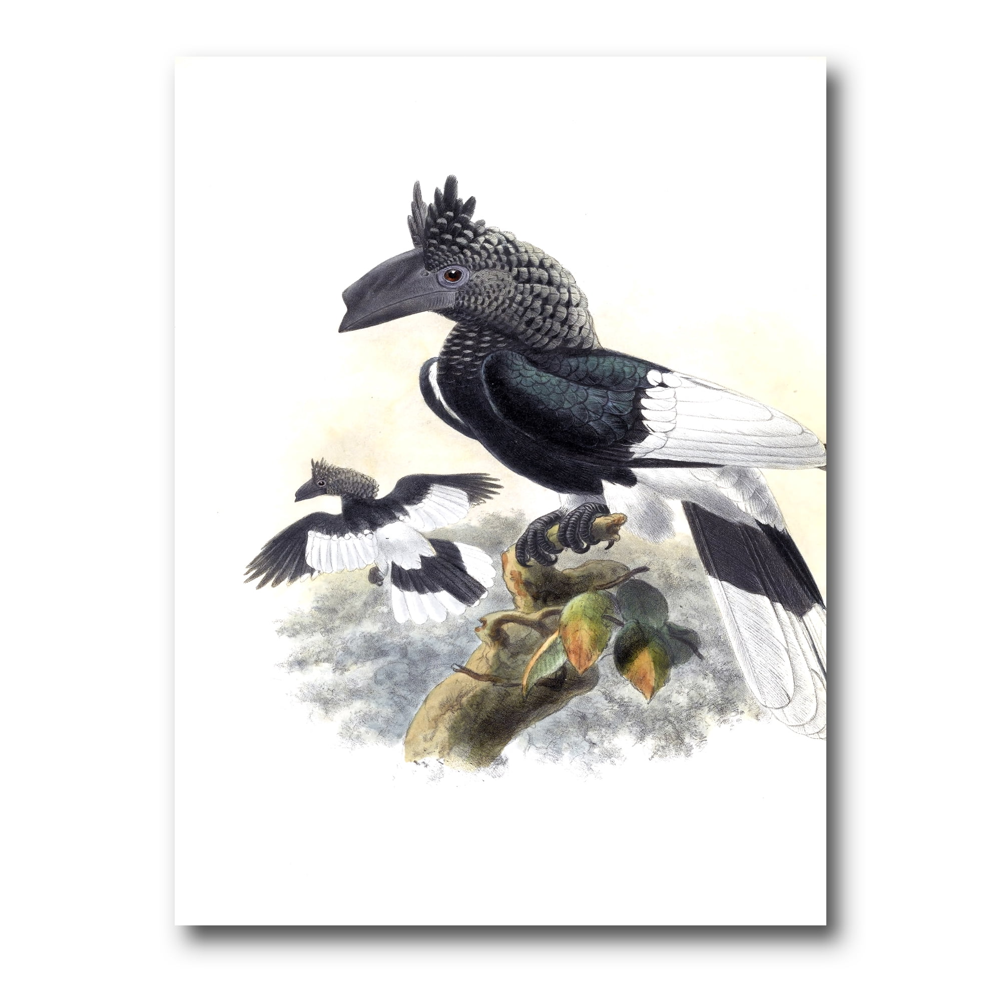 Designart ' Ancient Australian Birds XVI ' Traditional Canvas Wall Art Print