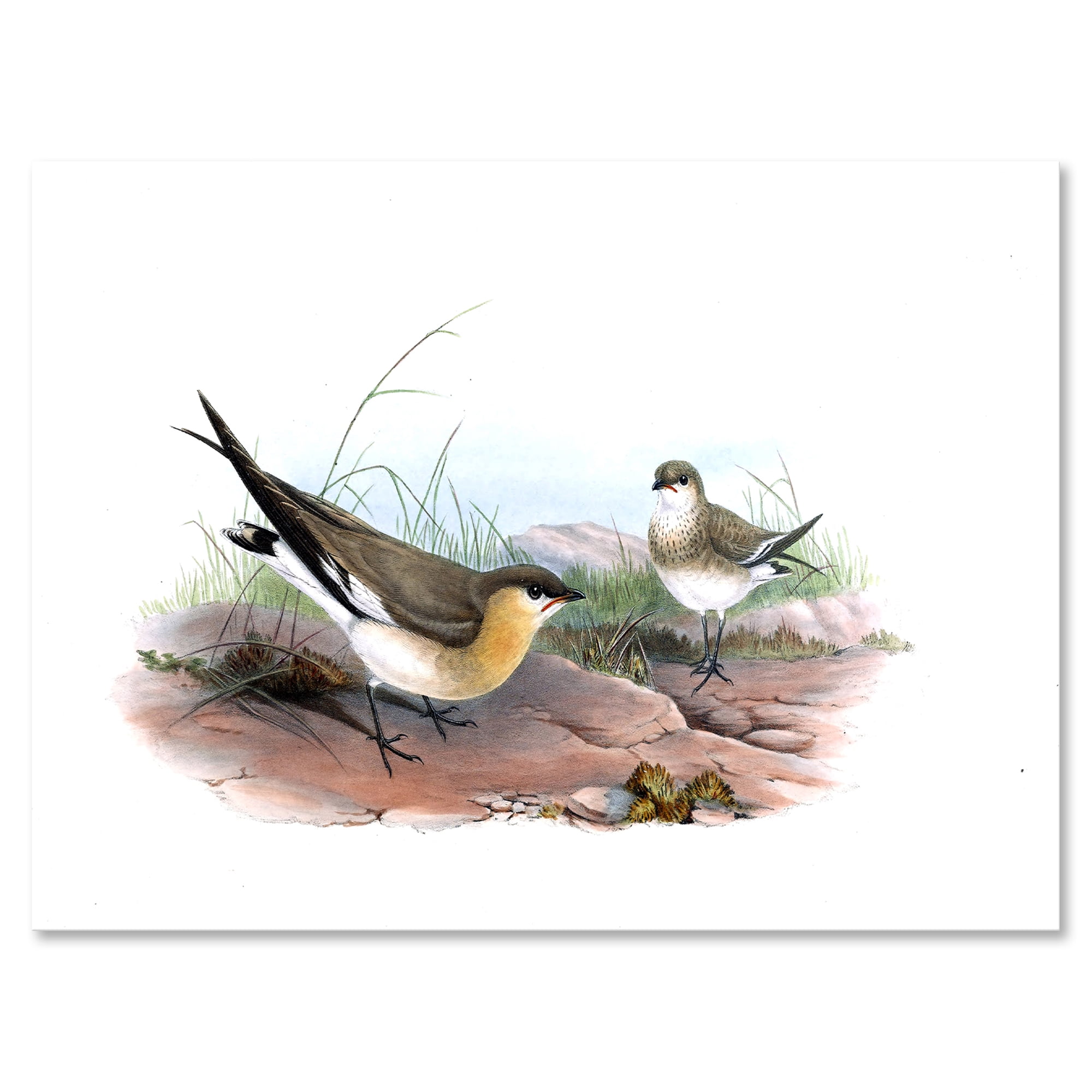 Designart ' Ancient Bird Illustration II ' Farmhouse Canvas Wall Art Print