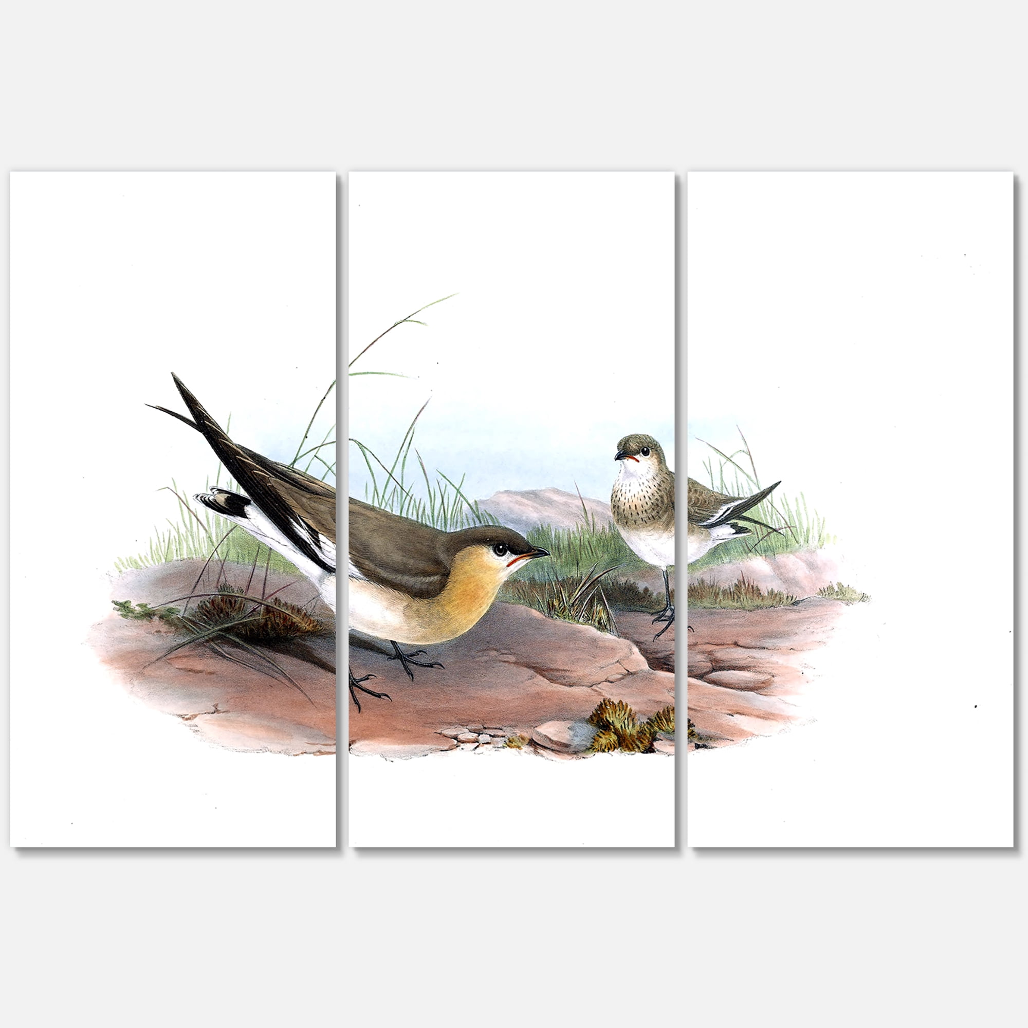 Designart ' Ancient Bird Illustration II ' Farmhouse Canvas Wall Art Print