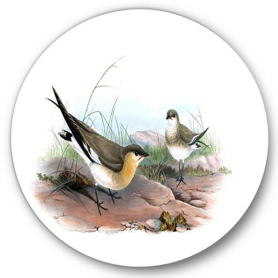 Designart 'Ancient Bird Illustration II' Farmhouse Circle Metal Wall Art 29x29 - Disc of 29