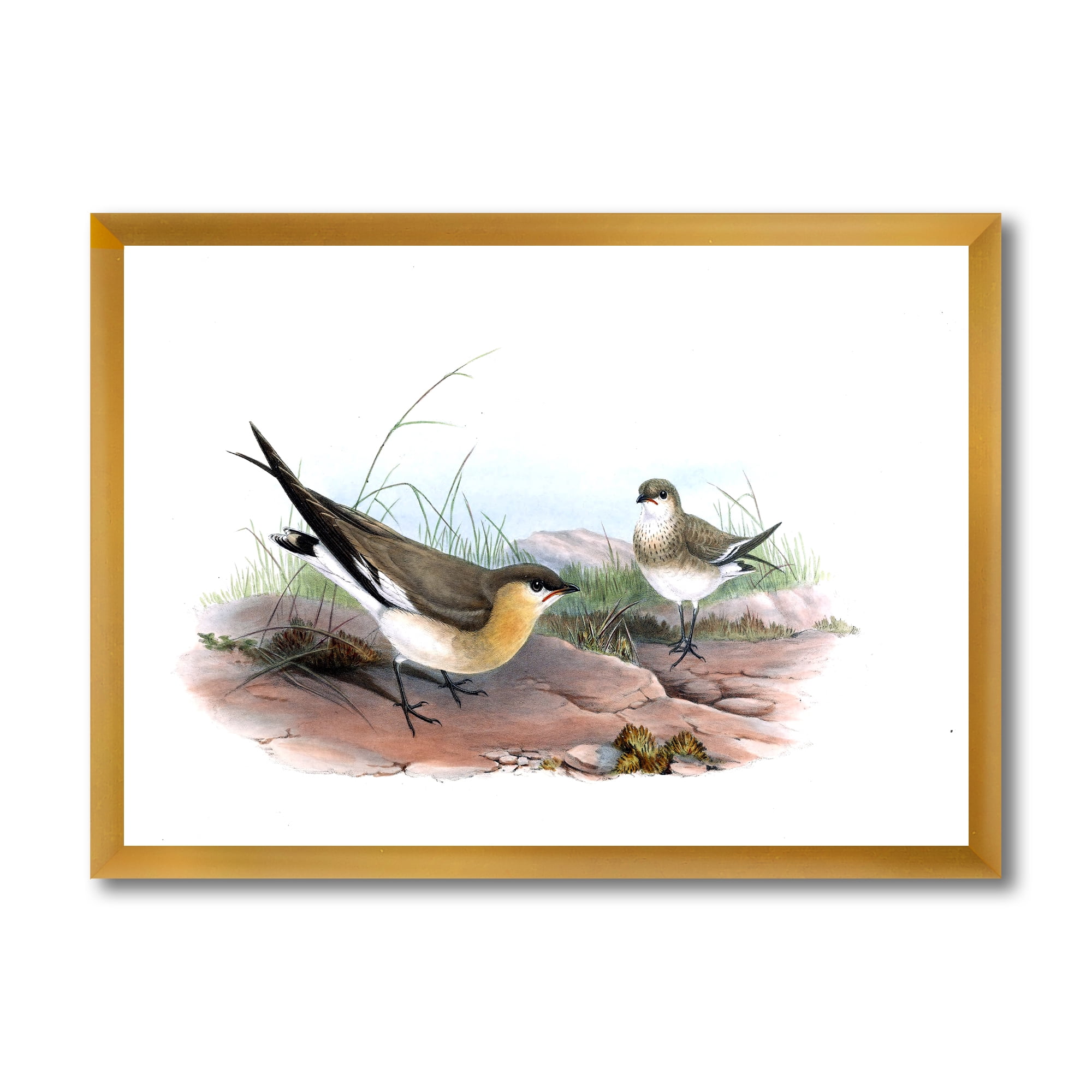 Designart 'Ancient Bird Illustration II' Farmhouse Framed Art Print
