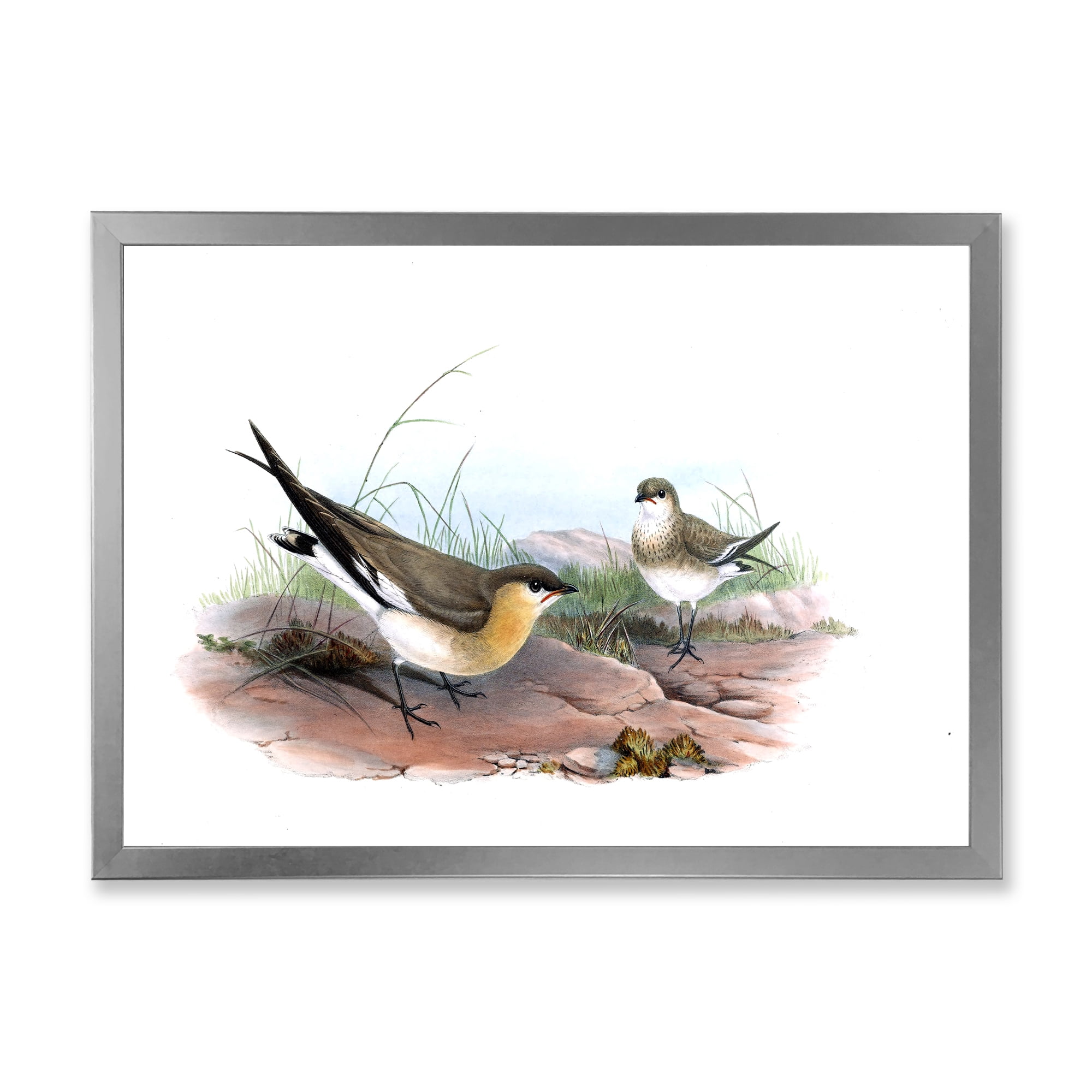 Designart 'Ancient Bird Illustration II' Farmhouse Framed Art Print