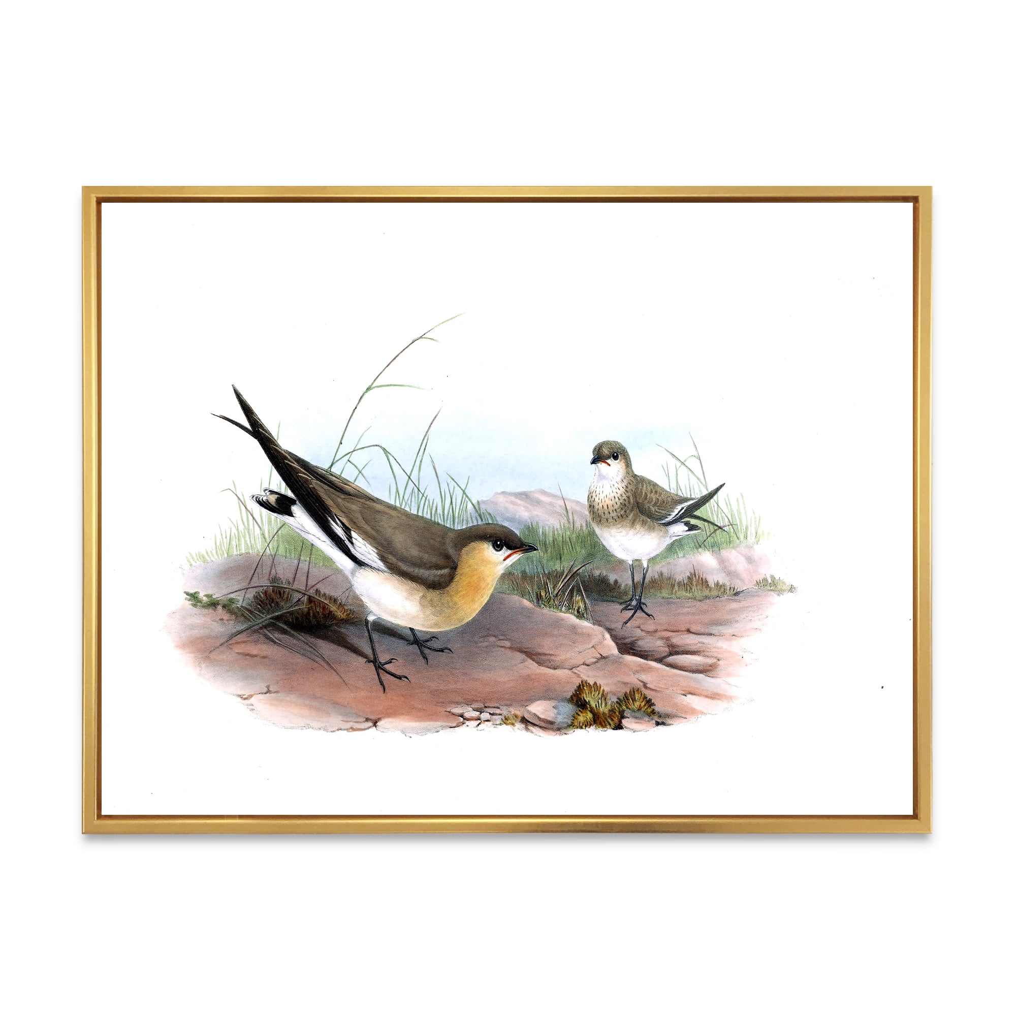Designart 'Ancient Bird Illustration II' Farmhouse Framed Canvas Wall Art Print