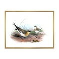 thumbnail image 1 of Designart 'Ancient Bird Illustration II' Farmhouse Framed Canvas Wall Art Print, 1 of 5