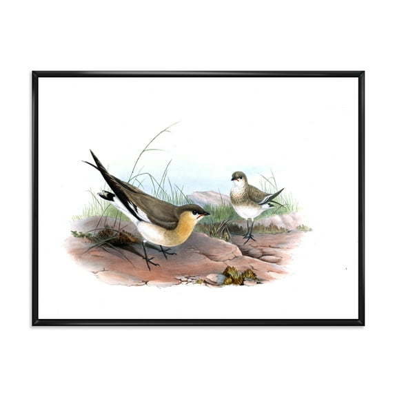 Designart 'Ancient Bird Illustration II' Farmhouse Framed Canvas Wall Art Print