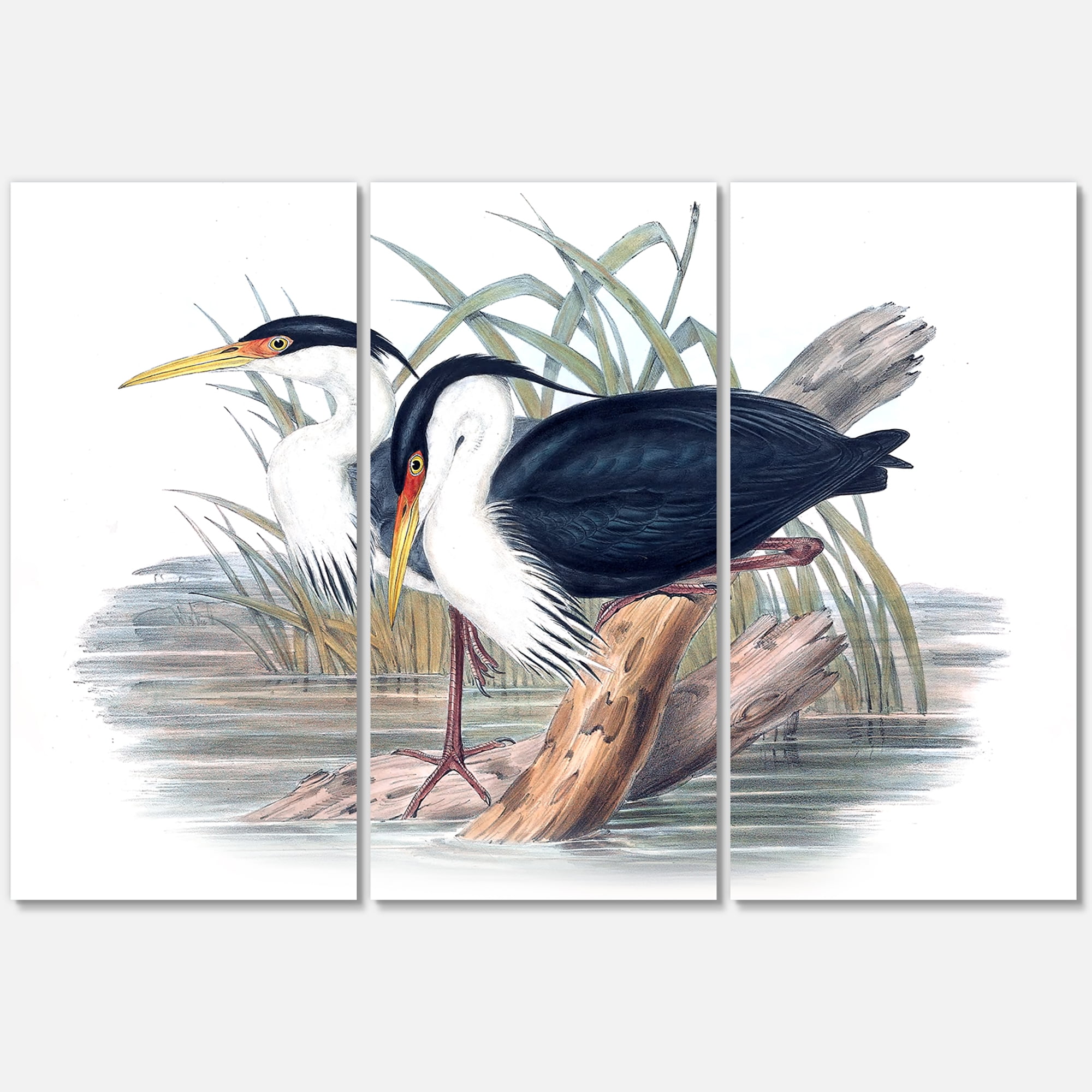 Designart ' Ancient Bird Life II ' Traditional Canvas Wall Art Print