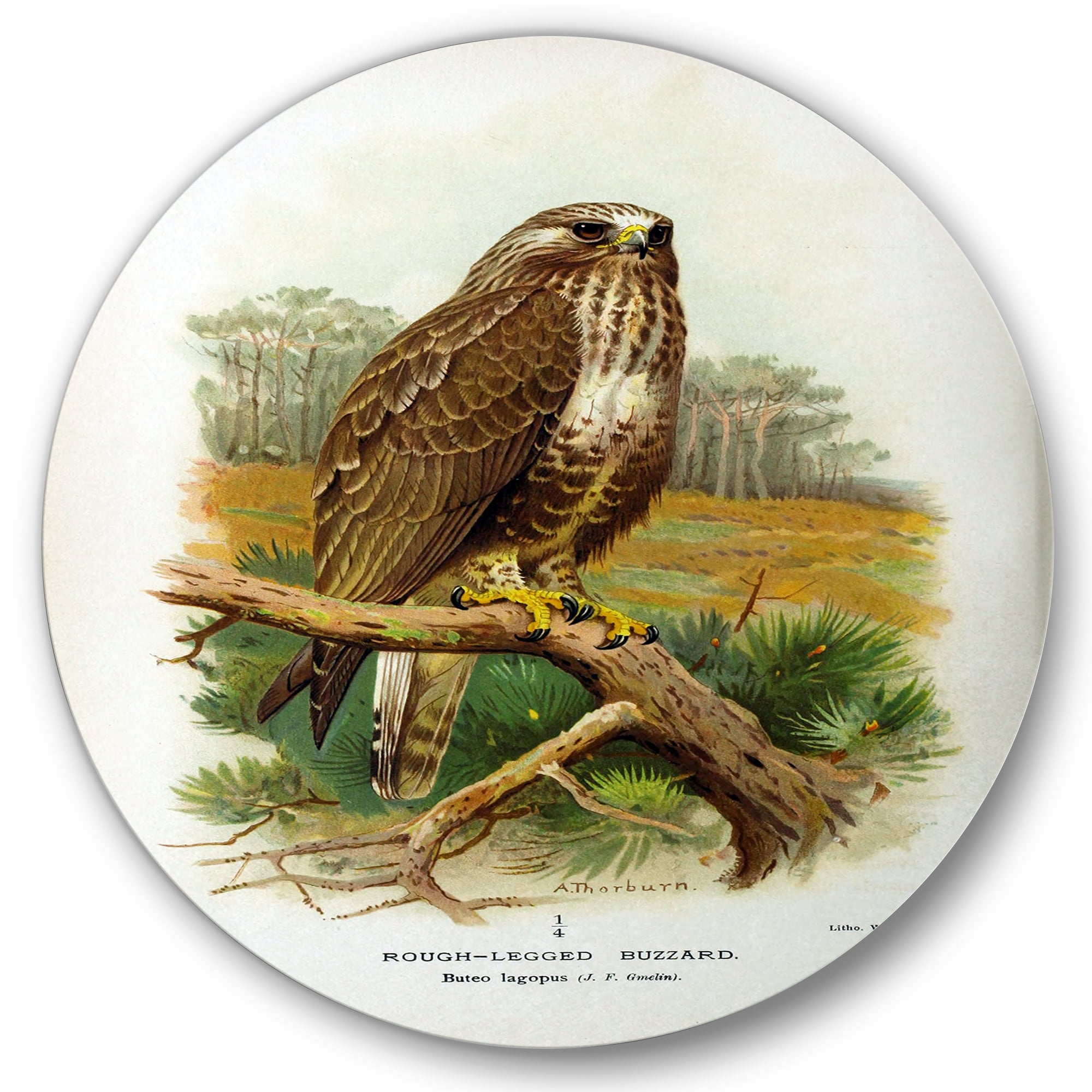 Designart 'Ancient Bird Life IX' Traditional Circle Metal Wall Art 11x11 - Disc of 11