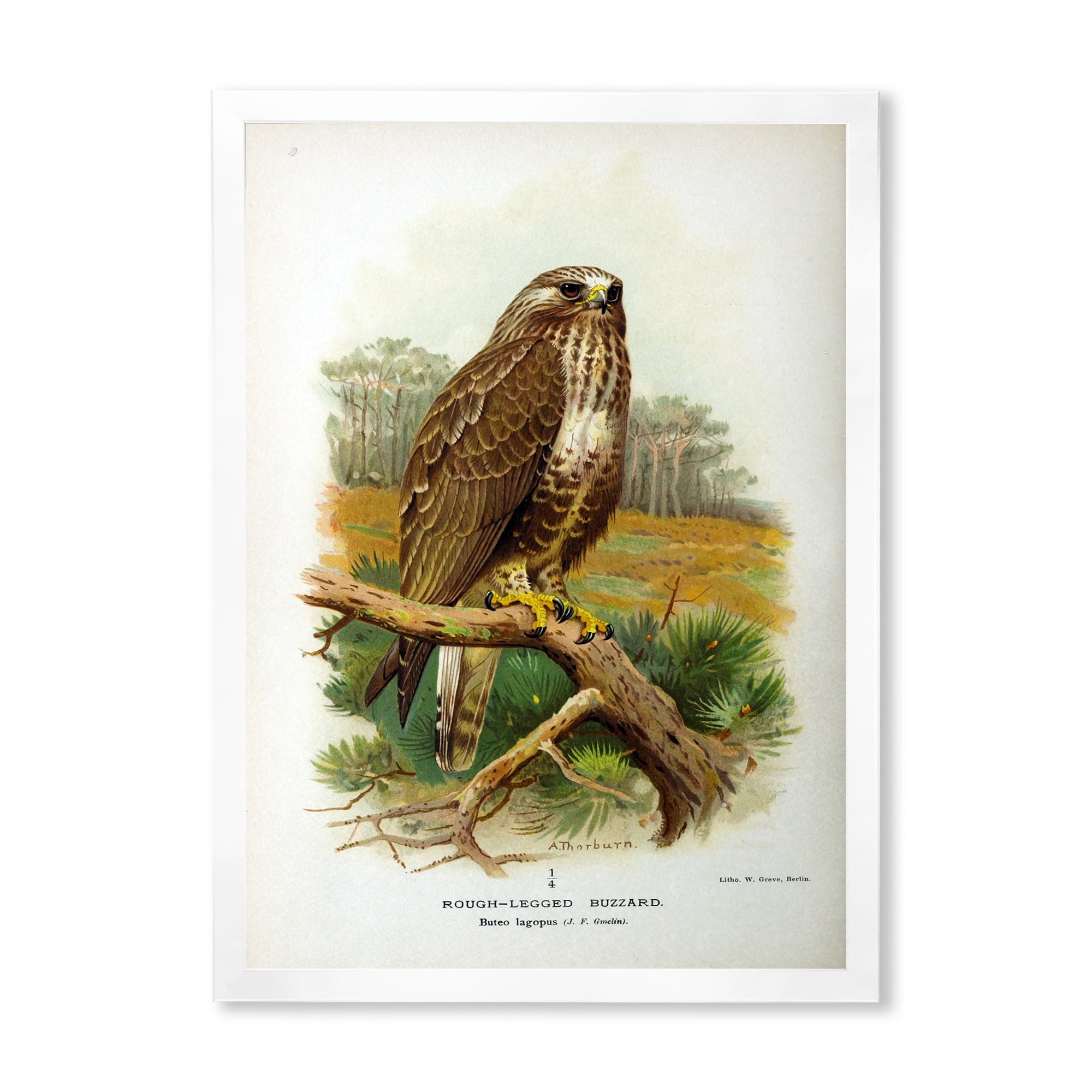 Designart 'Ancient Bird Life IX' Traditional Framed Art Print