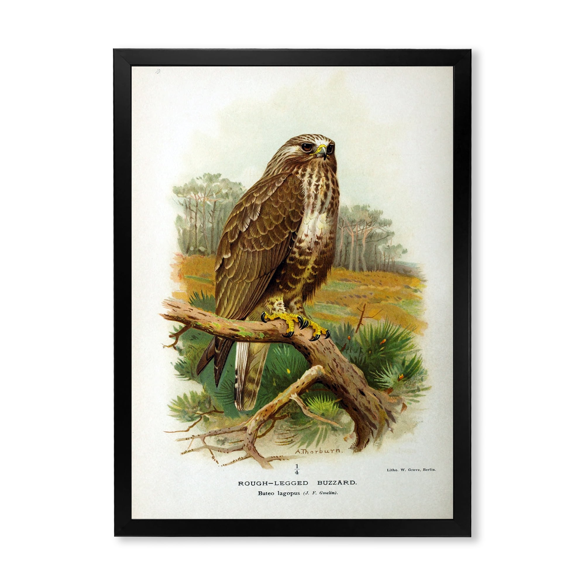 Designart 'Ancient Bird Life IX' Traditional Framed Art Print