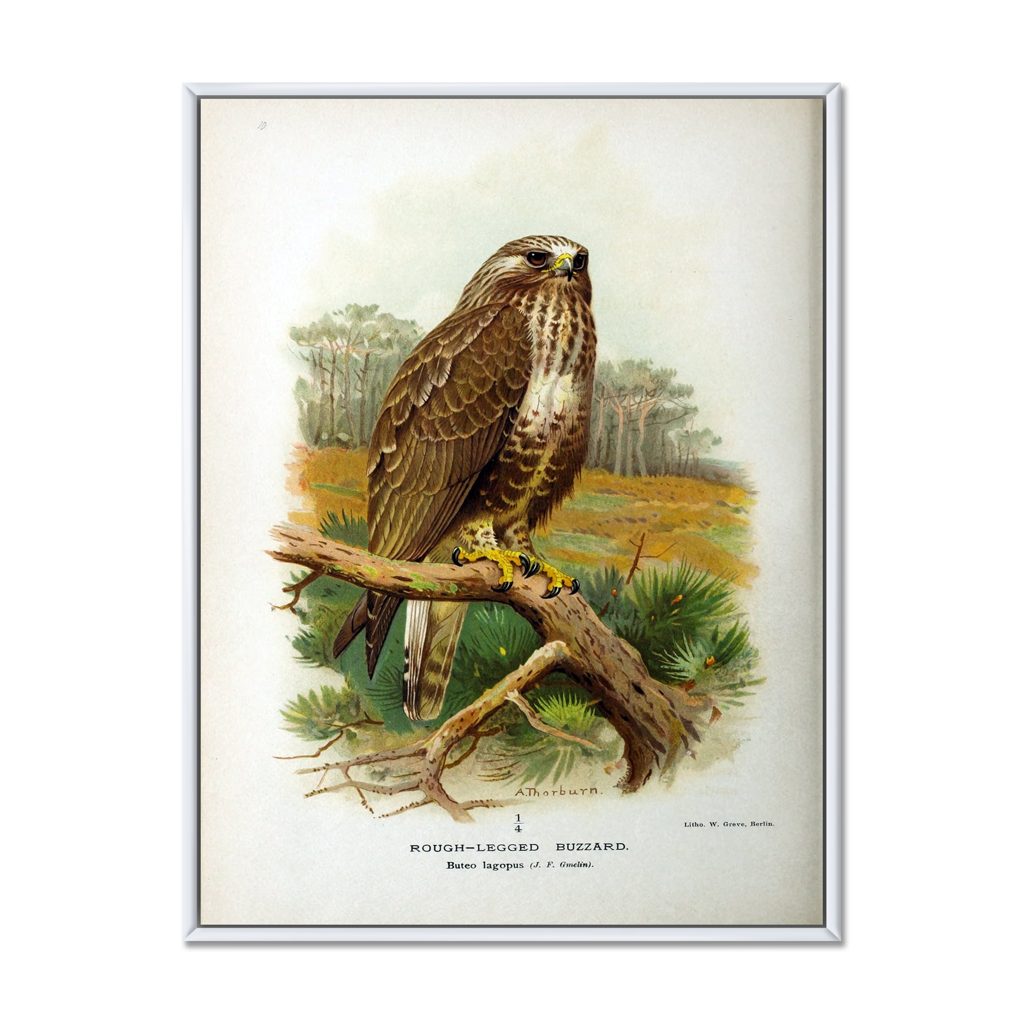 Designart 'Ancient Bird Life IX' Traditional Framed Canvas Wall Art Print