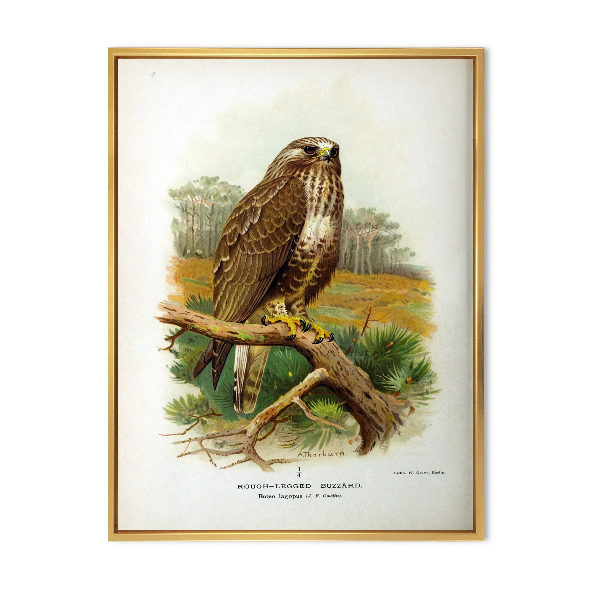 Designart 'Ancient Bird Life IX' Traditional Framed Canvas Wall Art Print