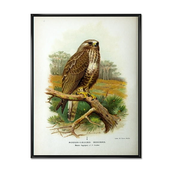 Designart 'Ancient Bird Life IX' Traditional Framed Canvas Wall Art Print