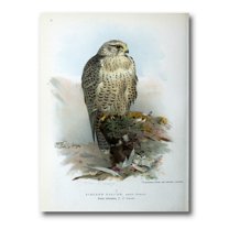 Designart ' Ancient Bird Life V ' Traditional Canvas Wall Art Print