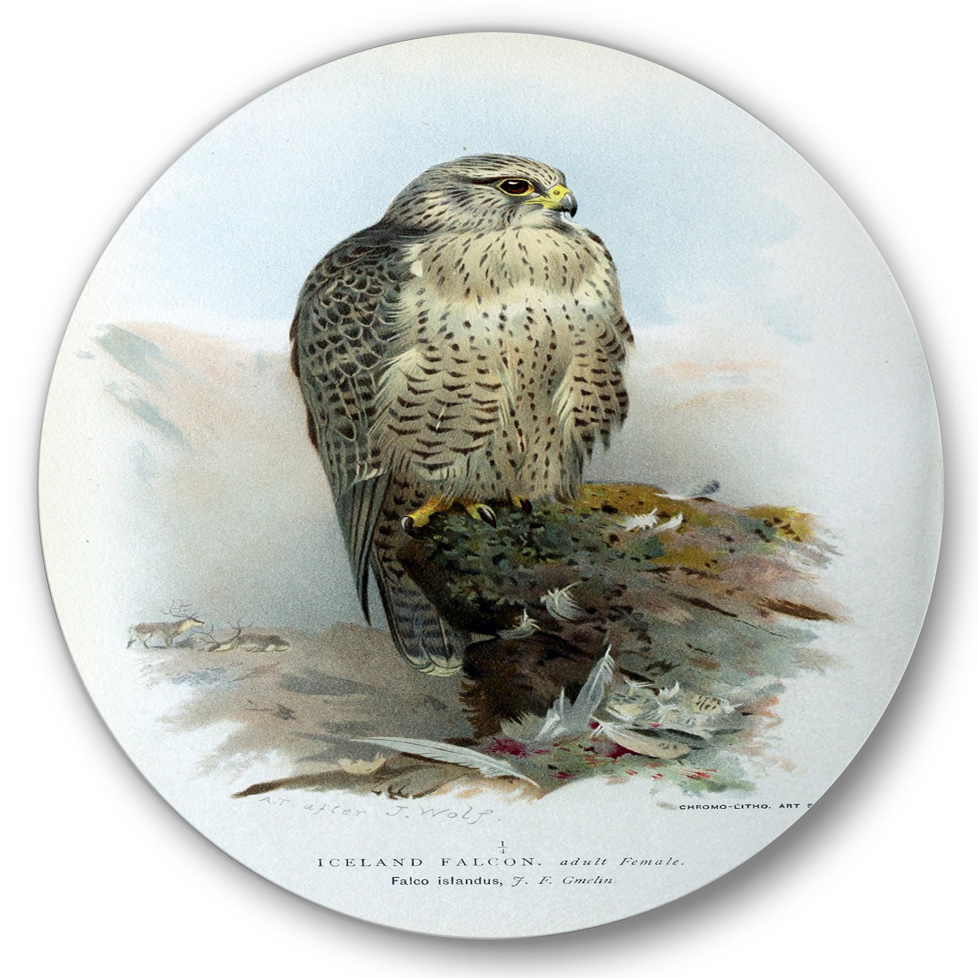 Designart 'Ancient Bird Life V' Traditional Circle Metal Wall Art 11x11 - Disc of 11