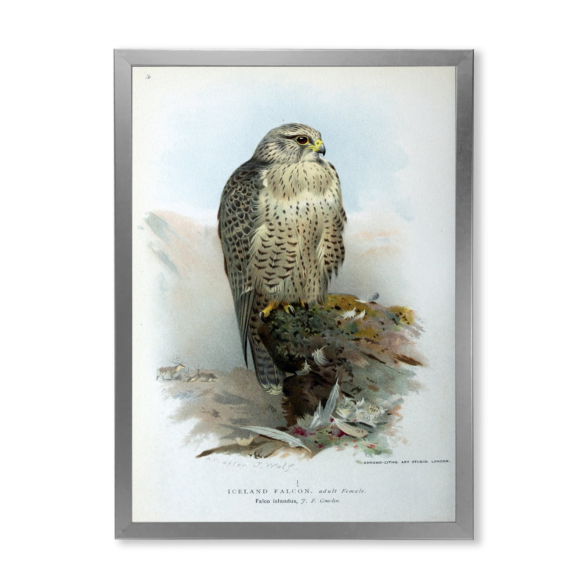 Designart 'Ancient Bird Life V' Traditional Framed Art Print