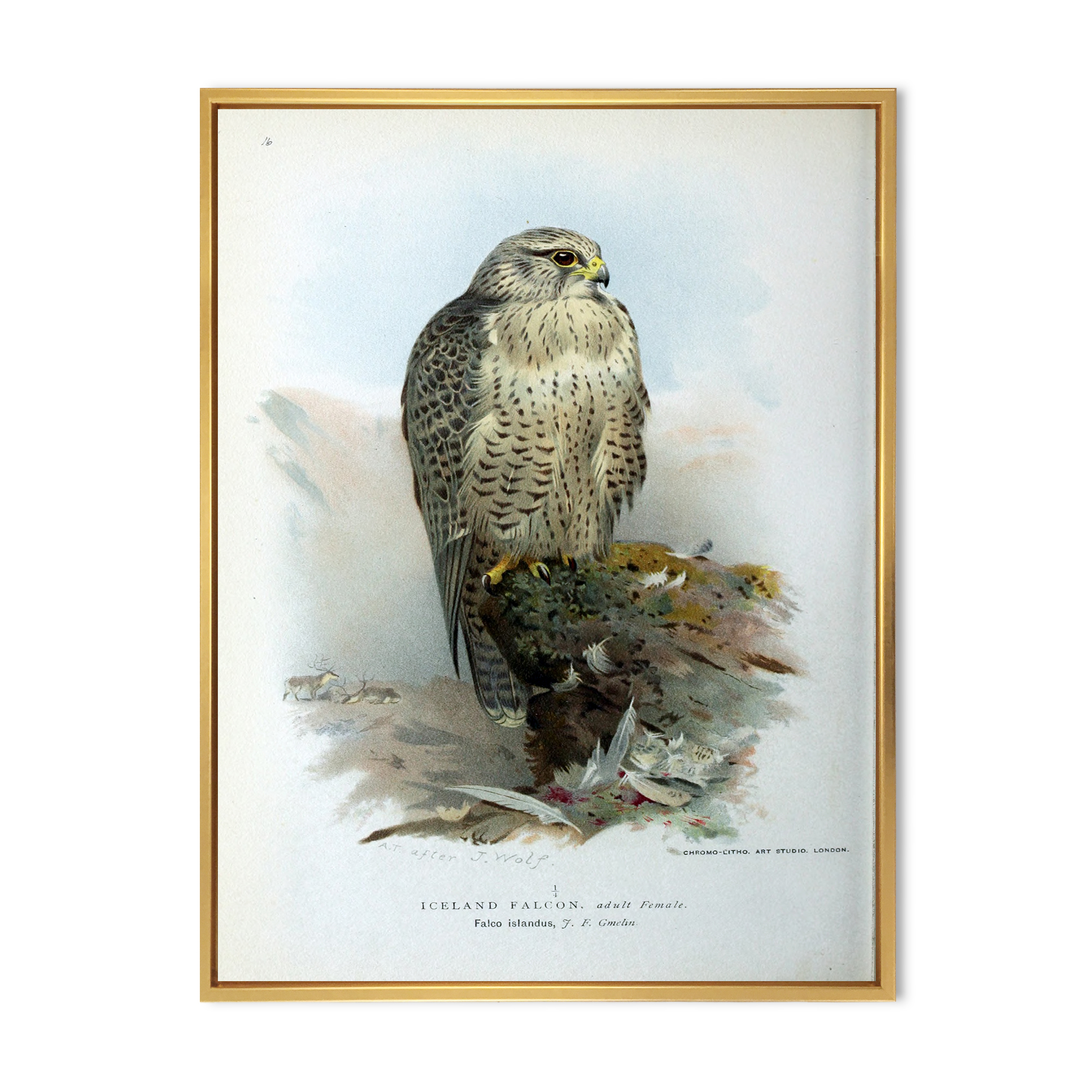 Designart 'Ancient Bird Life V' Traditional Framed Canvas Wall Art Print