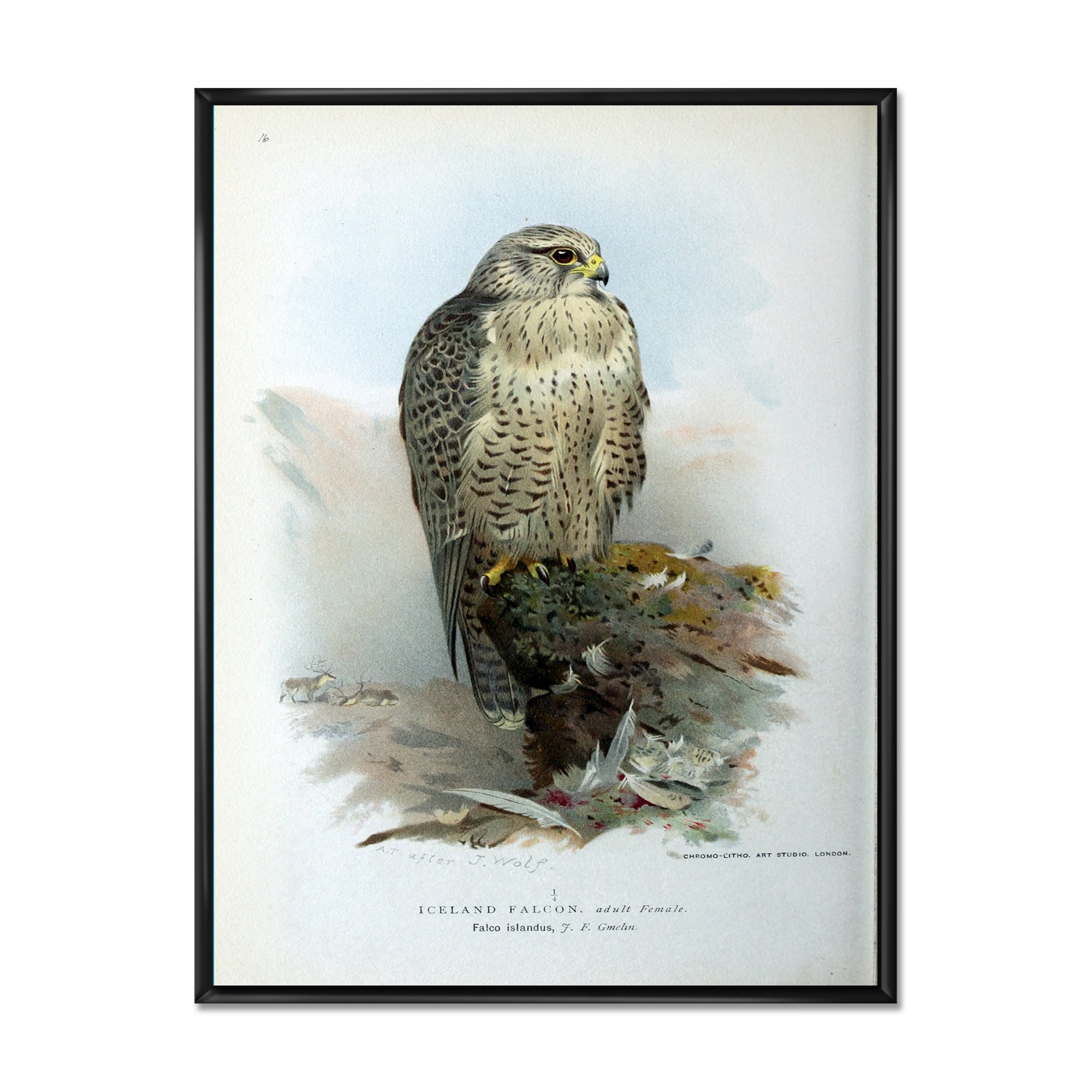 Designart 'Ancient Bird Life V' Traditional Framed Canvas Wall Art Print