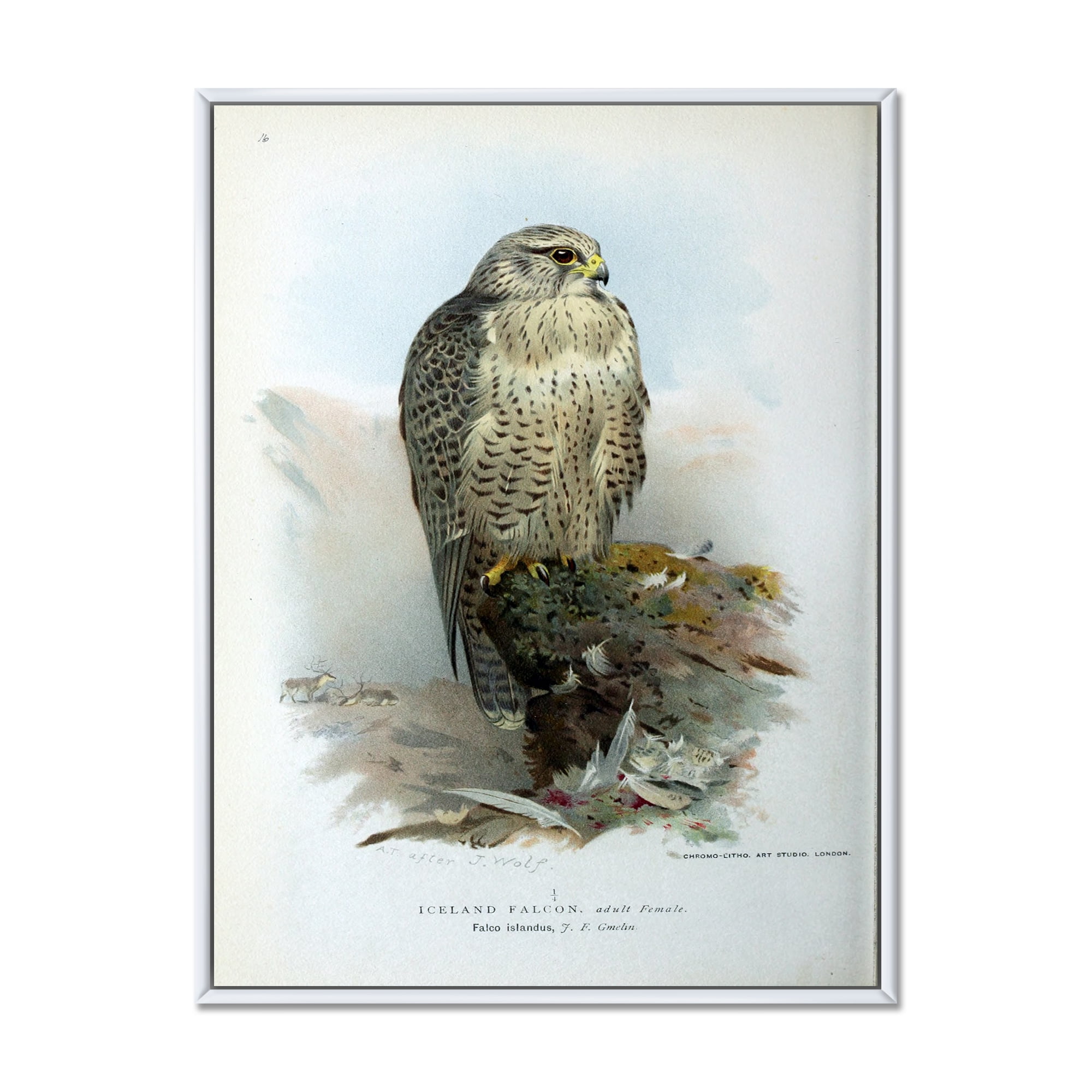 Designart 'Ancient Bird Life V' Traditional Framed Canvas Wall Art Print