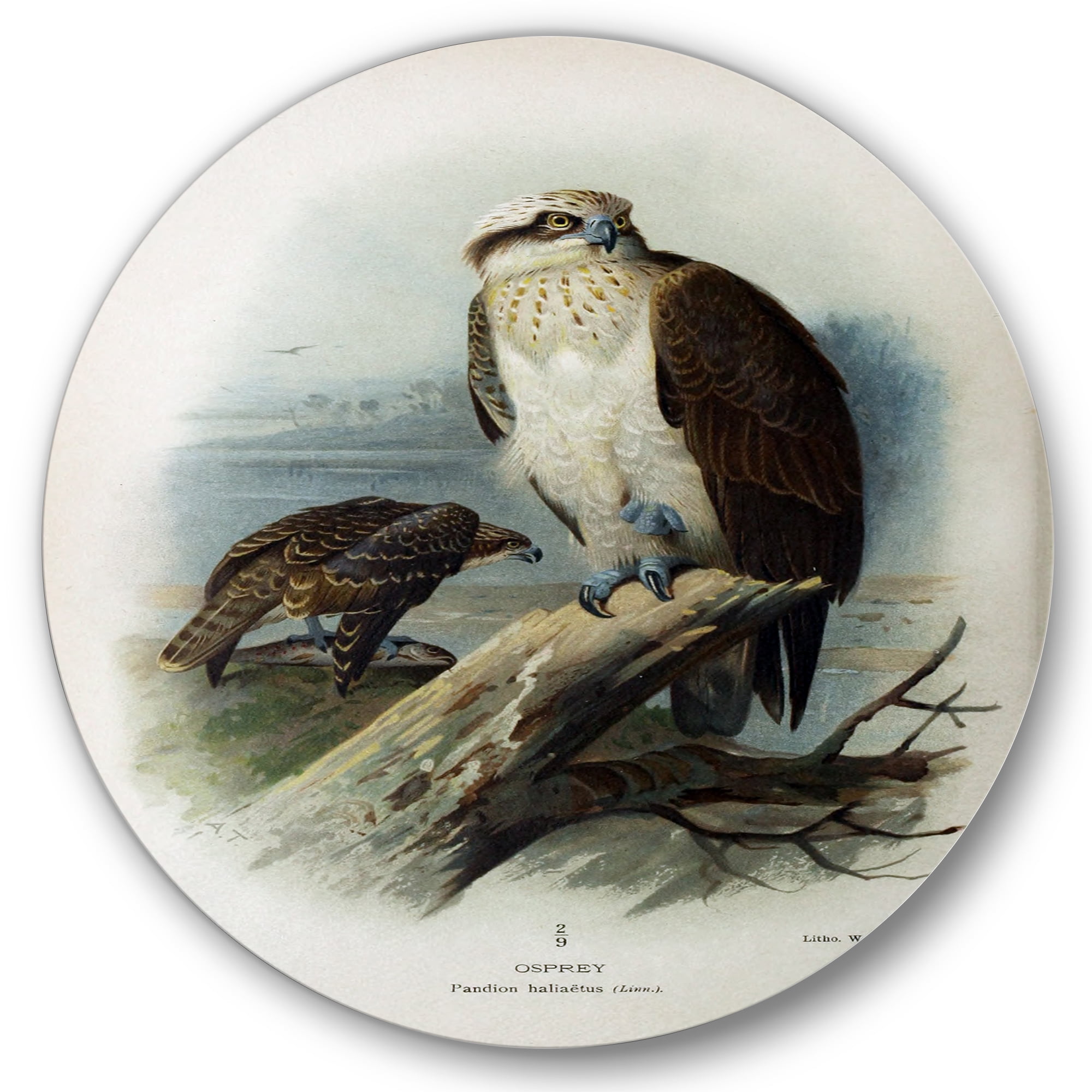 Designart 'Ancient Bird Life VI' Traditional Circle Metal Wall Art 36x36 - Disc of 36