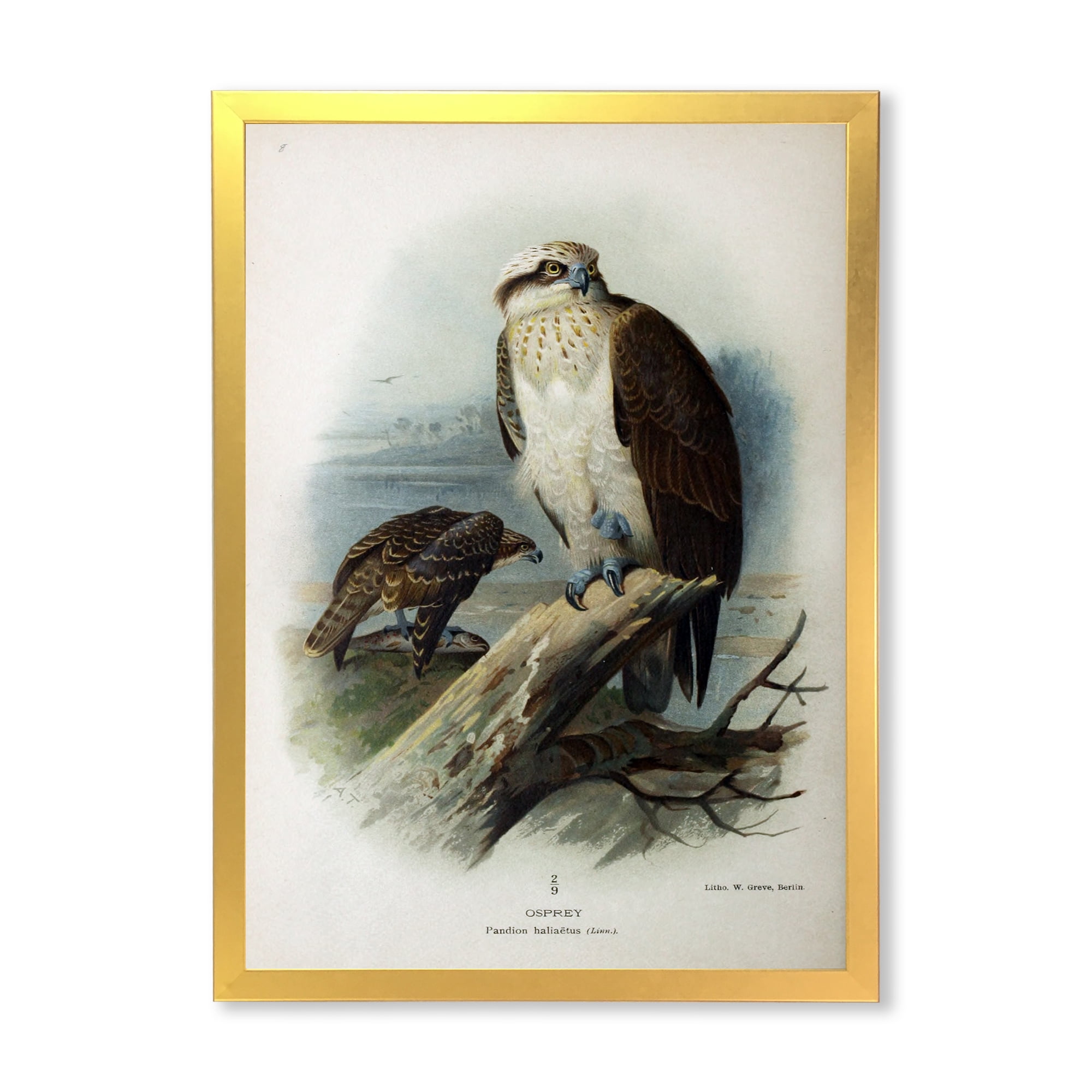 Designart 'Ancient Bird Life VI' Traditional Framed Art Print