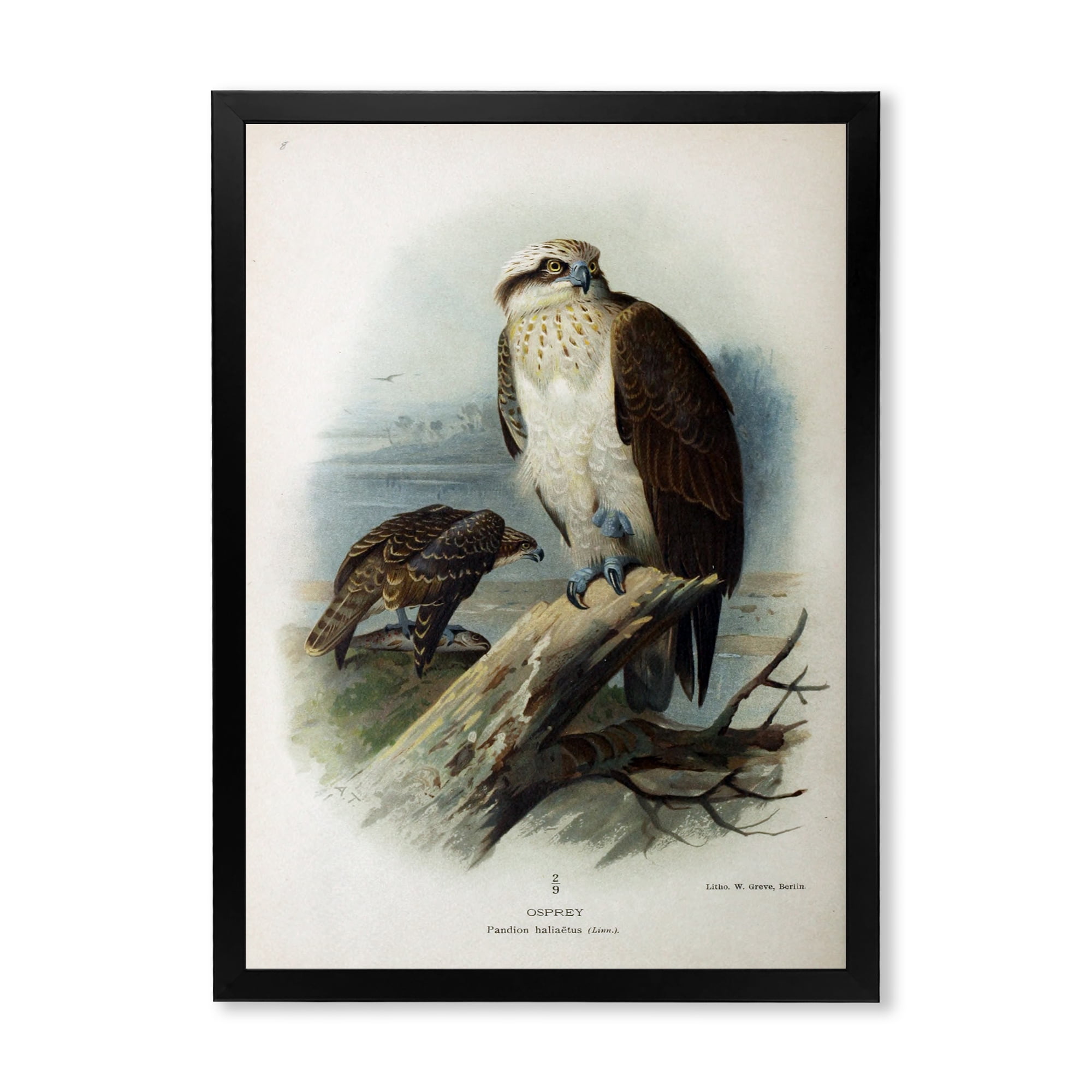Designart 'Ancient Bird Life VI' Traditional Framed Art Print