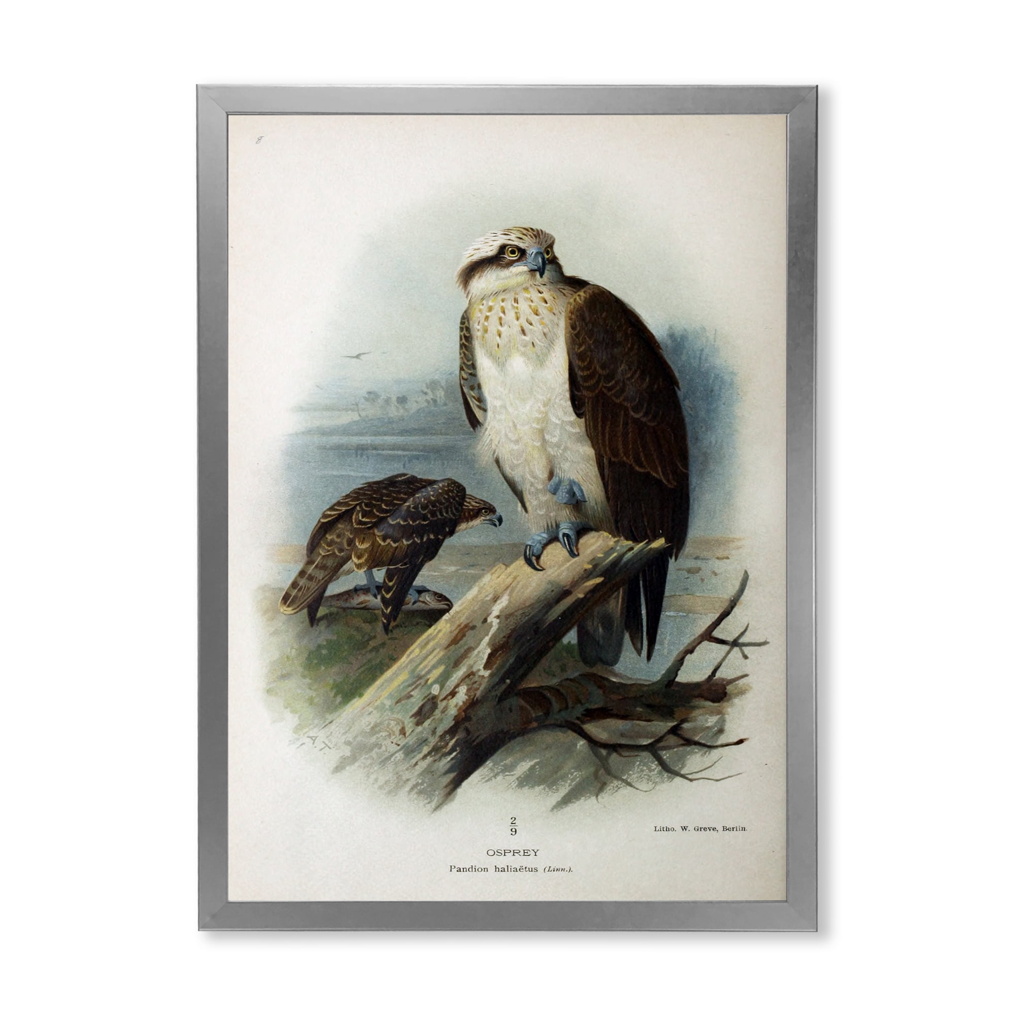 Designart 'Ancient Bird Life VI' Traditional Framed Art Print