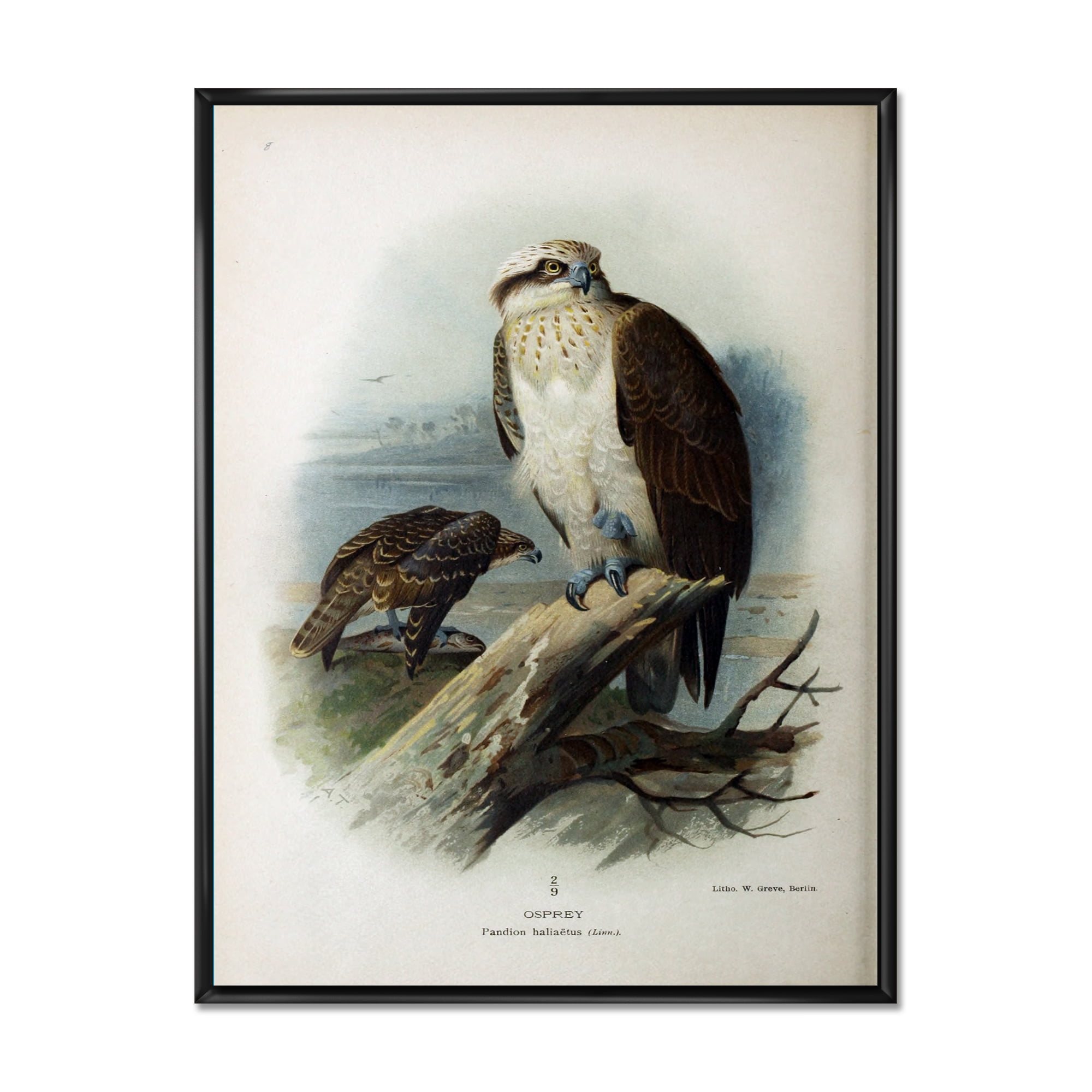 Designart 'Ancient Bird Life VI' Traditional Framed Canvas Wall Art Print