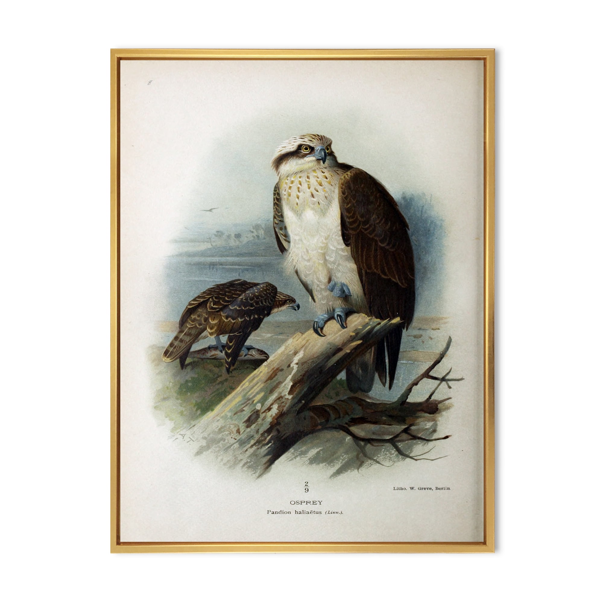 Designart 'Ancient Bird Life VI' Traditional Framed Canvas Wall Art Print