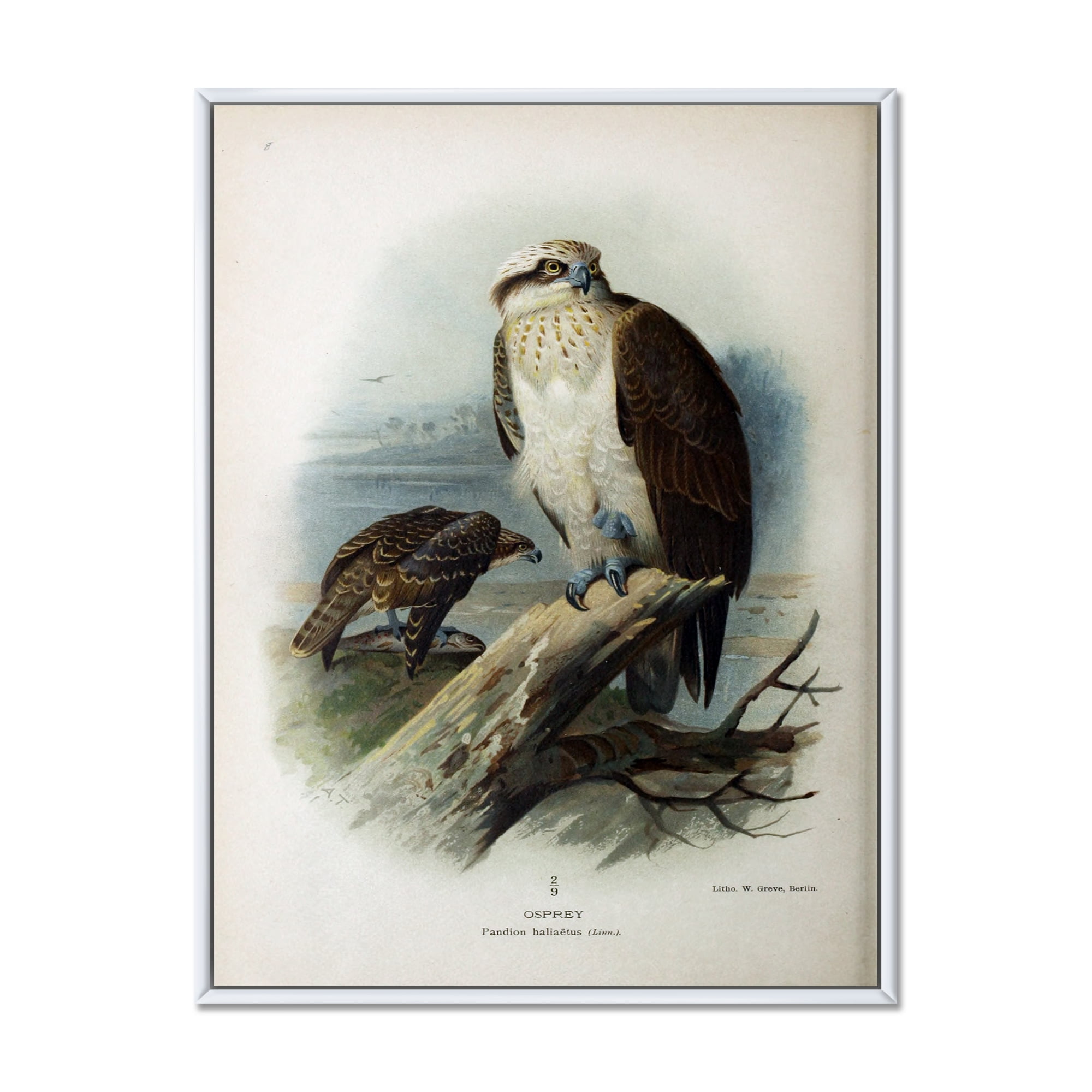 Designart 'Ancient Bird Life VI' Traditional Framed Canvas Wall Art Print