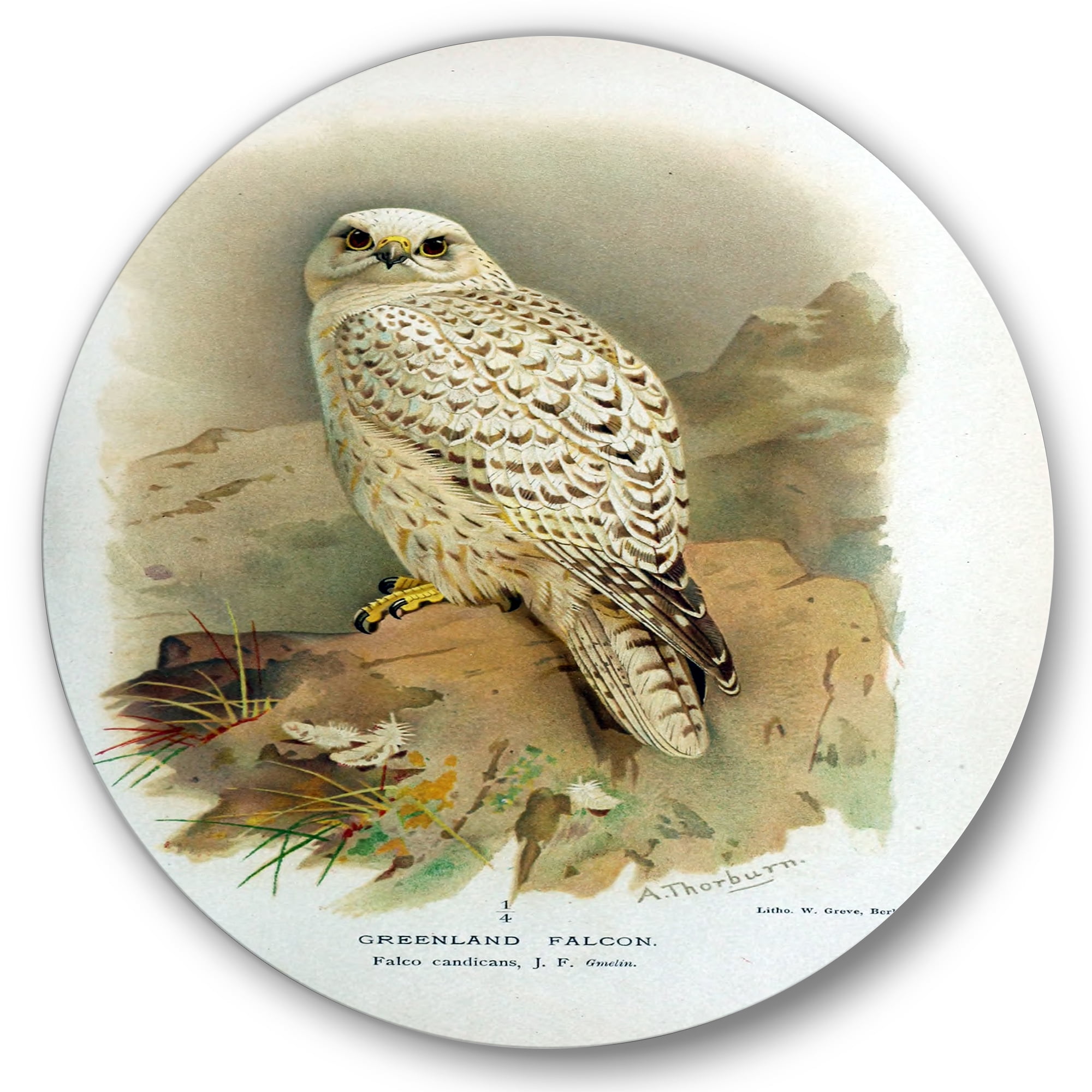Designart 'Ancient Bird Life VII' Traditional Circle Metal Wall Art 11x11 - Disc of 11
