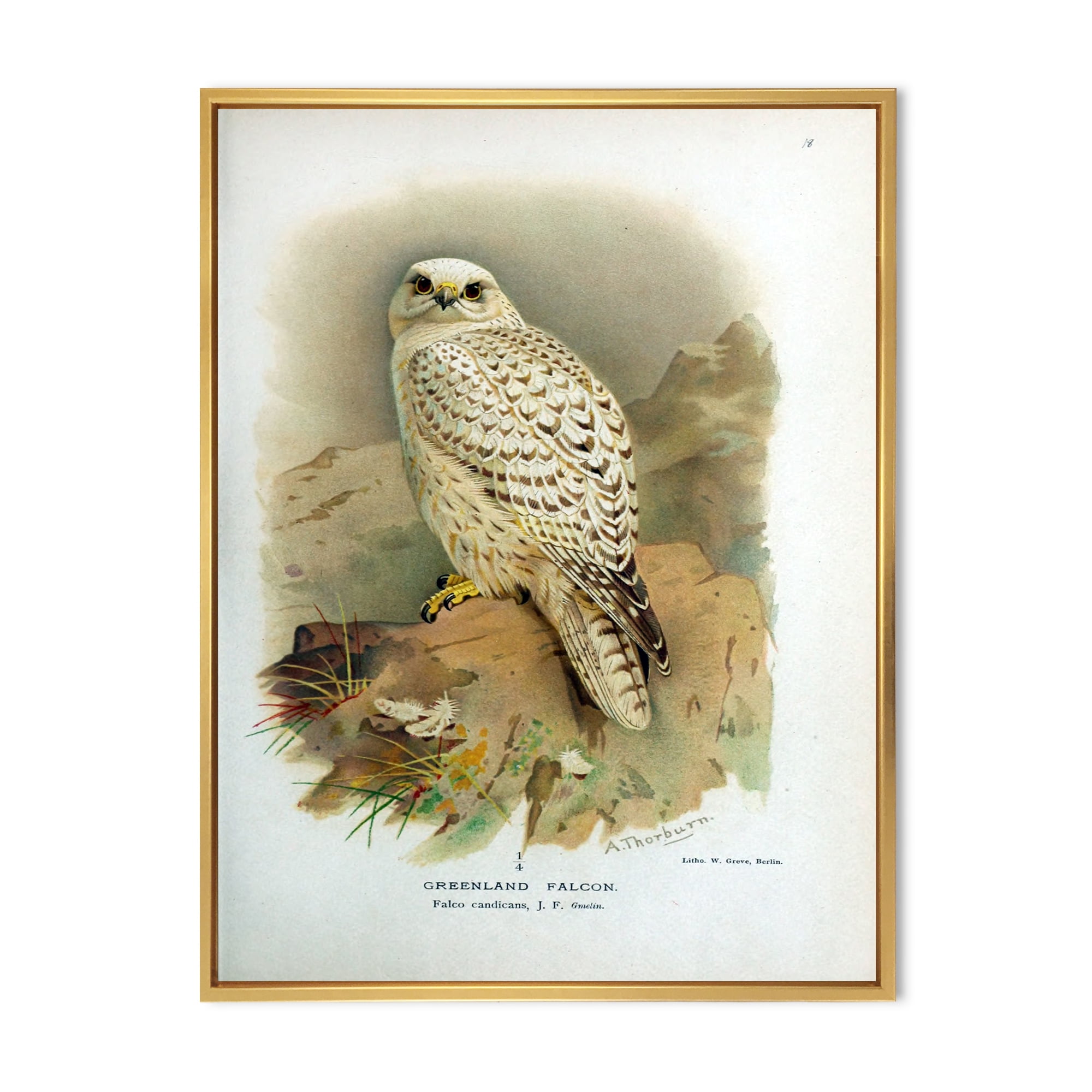 Designart 'Ancient Bird Life VII' Traditional Framed Canvas Wall Art Print