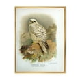 thumbnail image 1 of Designart 'Ancient Bird Life VII' Traditional Framed Canvas Wall Art Print, 1 of 5
