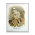 thumbnail image 1 of Designart 'Ancient Bird Life VII' Traditional Framed Canvas Wall Art Print, 1 of 1