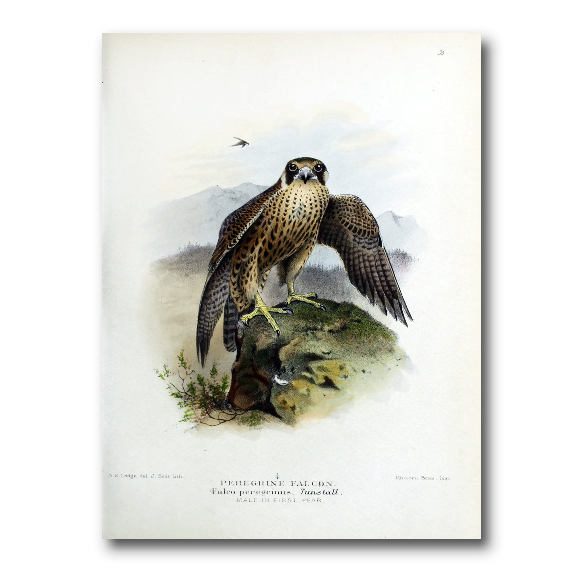 Designart ' Ancient Bird Life VIII ' Traditional Canvas Wall Art Print