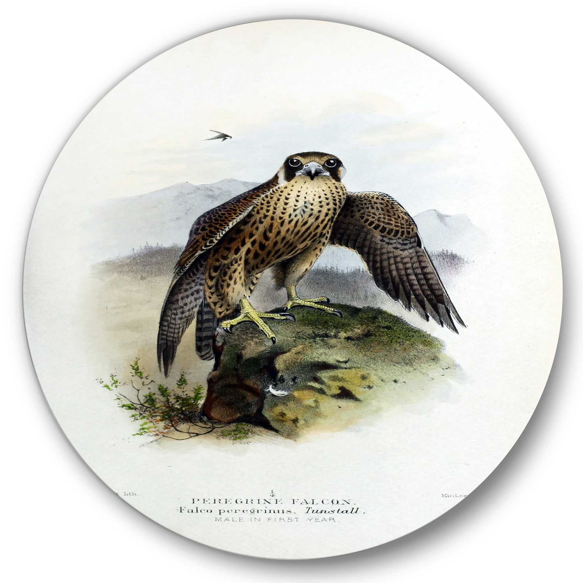 Designart 'Ancient Bird Life VIII' Traditional Circle Metal Wall Art 11x11 - Disc of 11