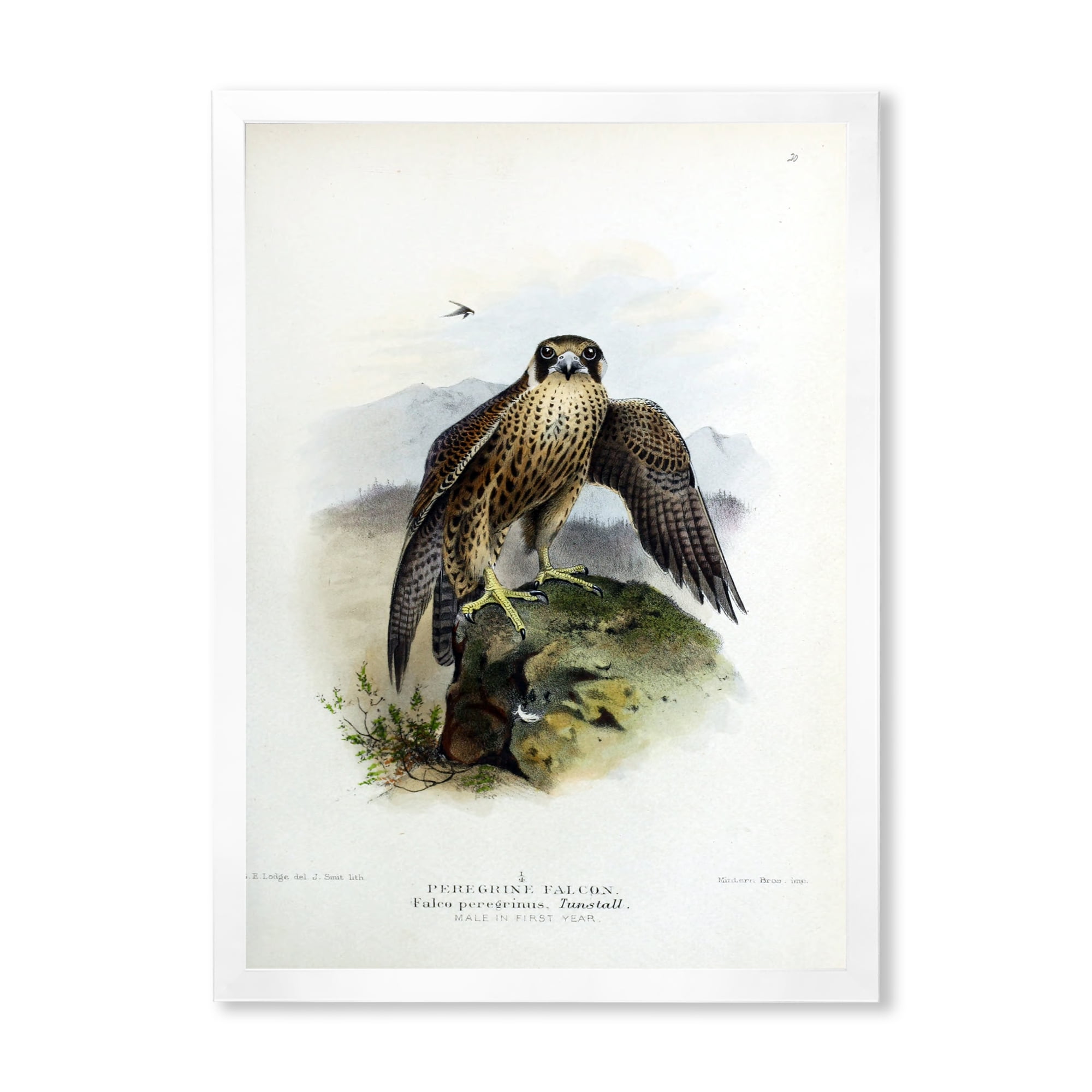 Designart 'Ancient Bird Life VIII' Traditional Framed Art Print