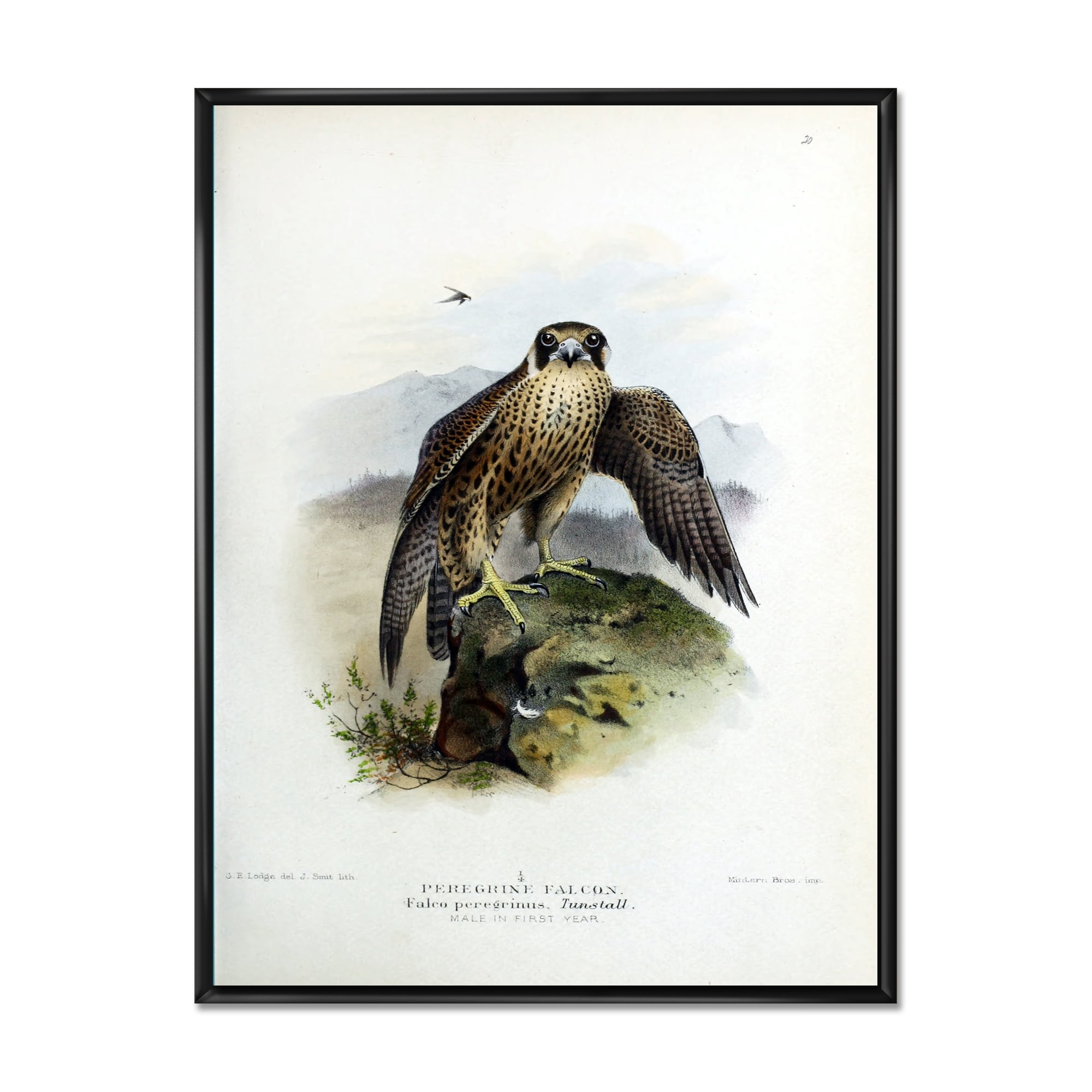 Designart 'Ancient Bird Life VIII' Traditional Framed Canvas Wall Art Print