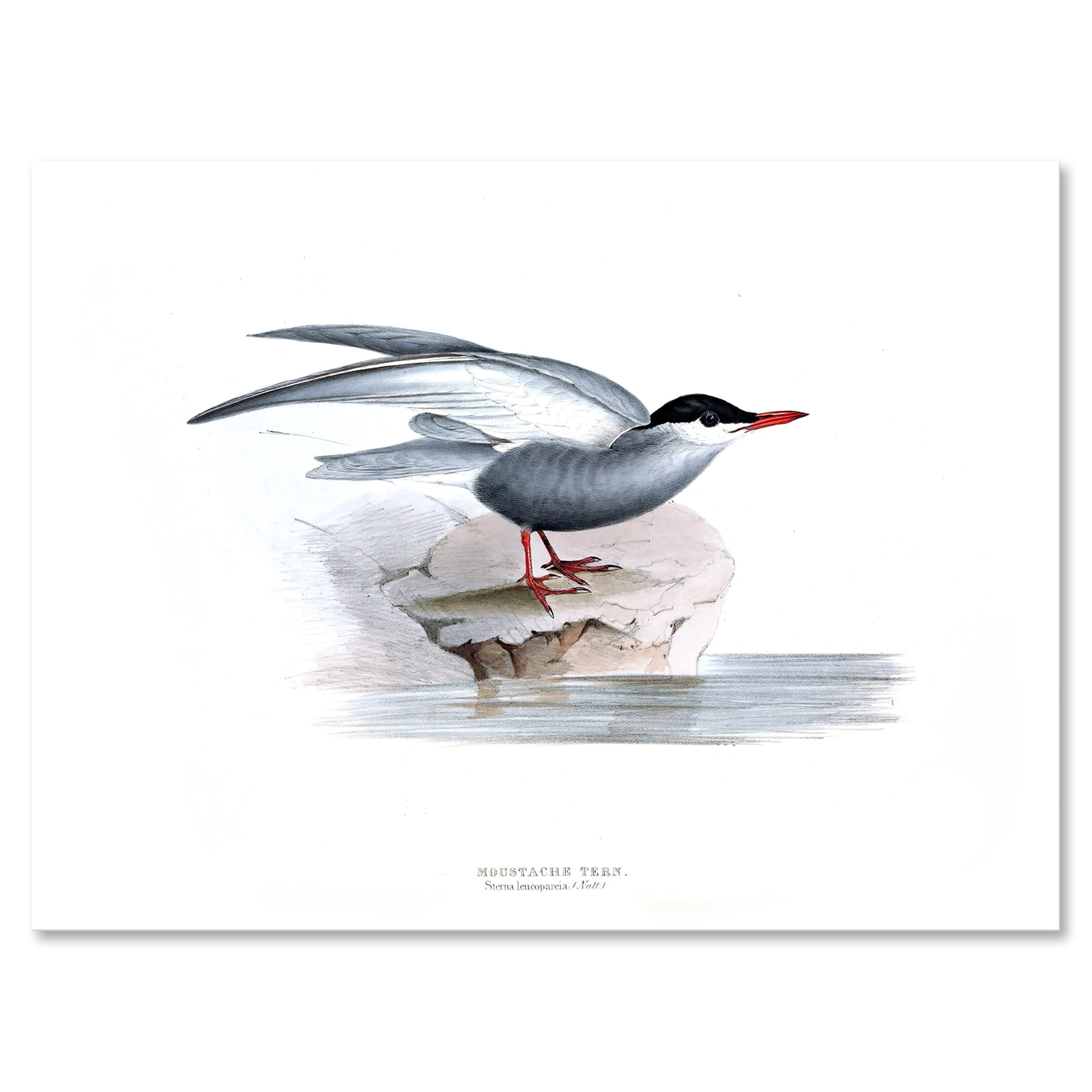 Designart ' Ancient Bird Of Europe I ' Traditional Canvas Wall Art Print