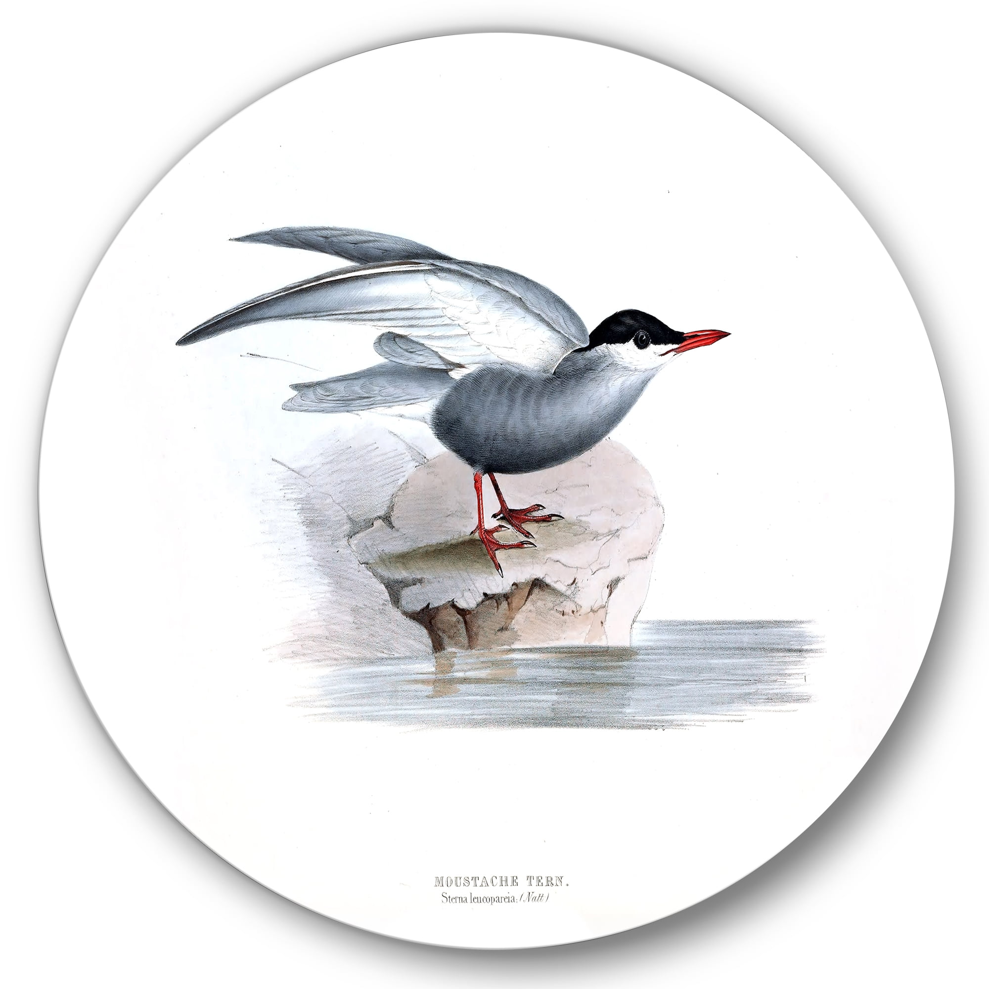 Designart 'Ancient Bird Of Europe I' Traditional Circle Metal Wall Art 29x29 - Disc of 29